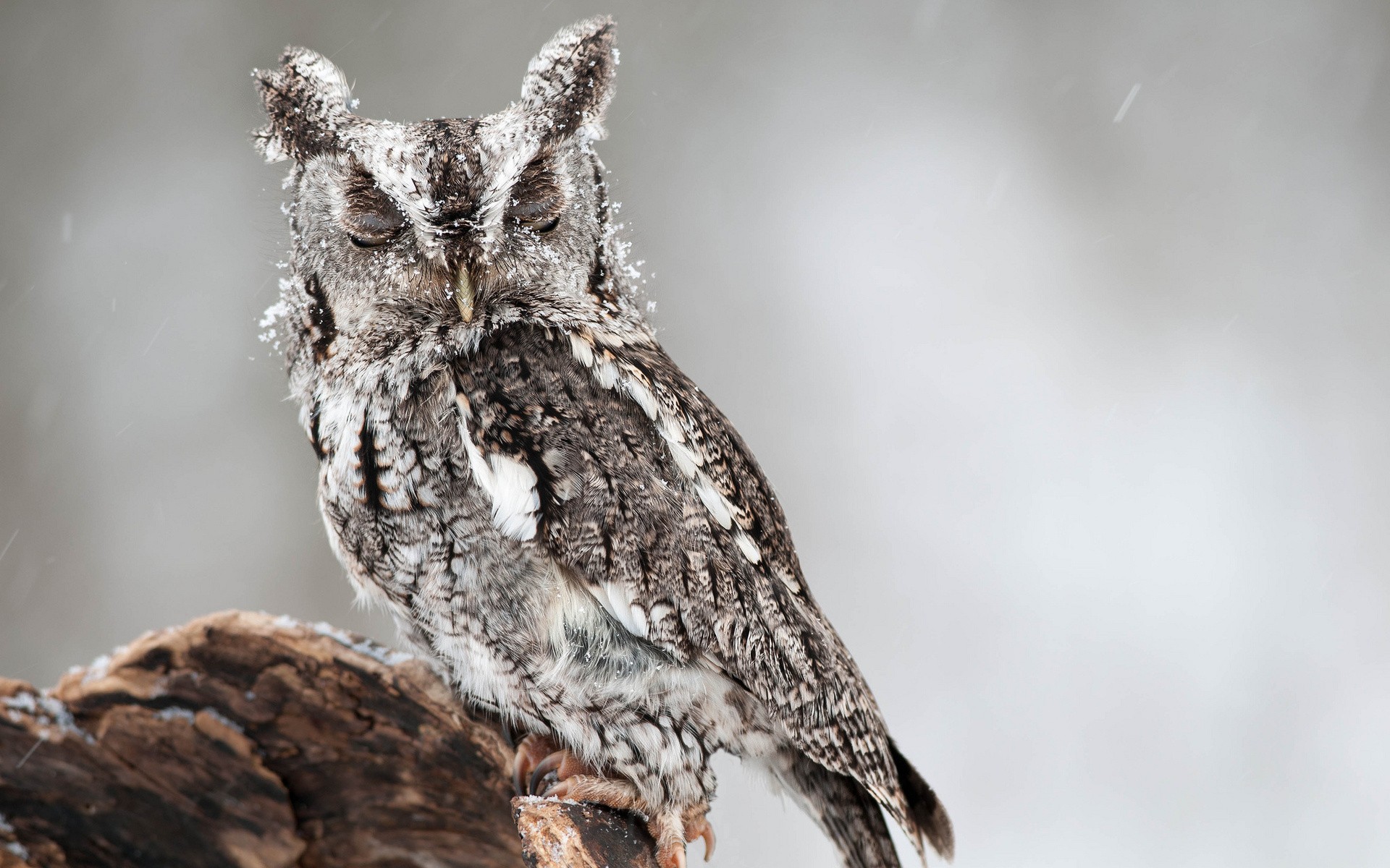 Winter Owl Wallpapers