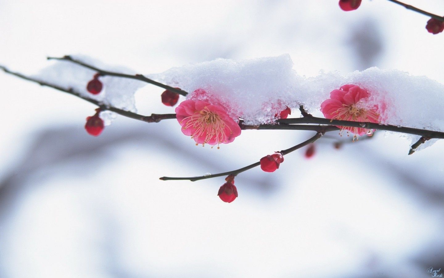 Winter Spring Wallpapers