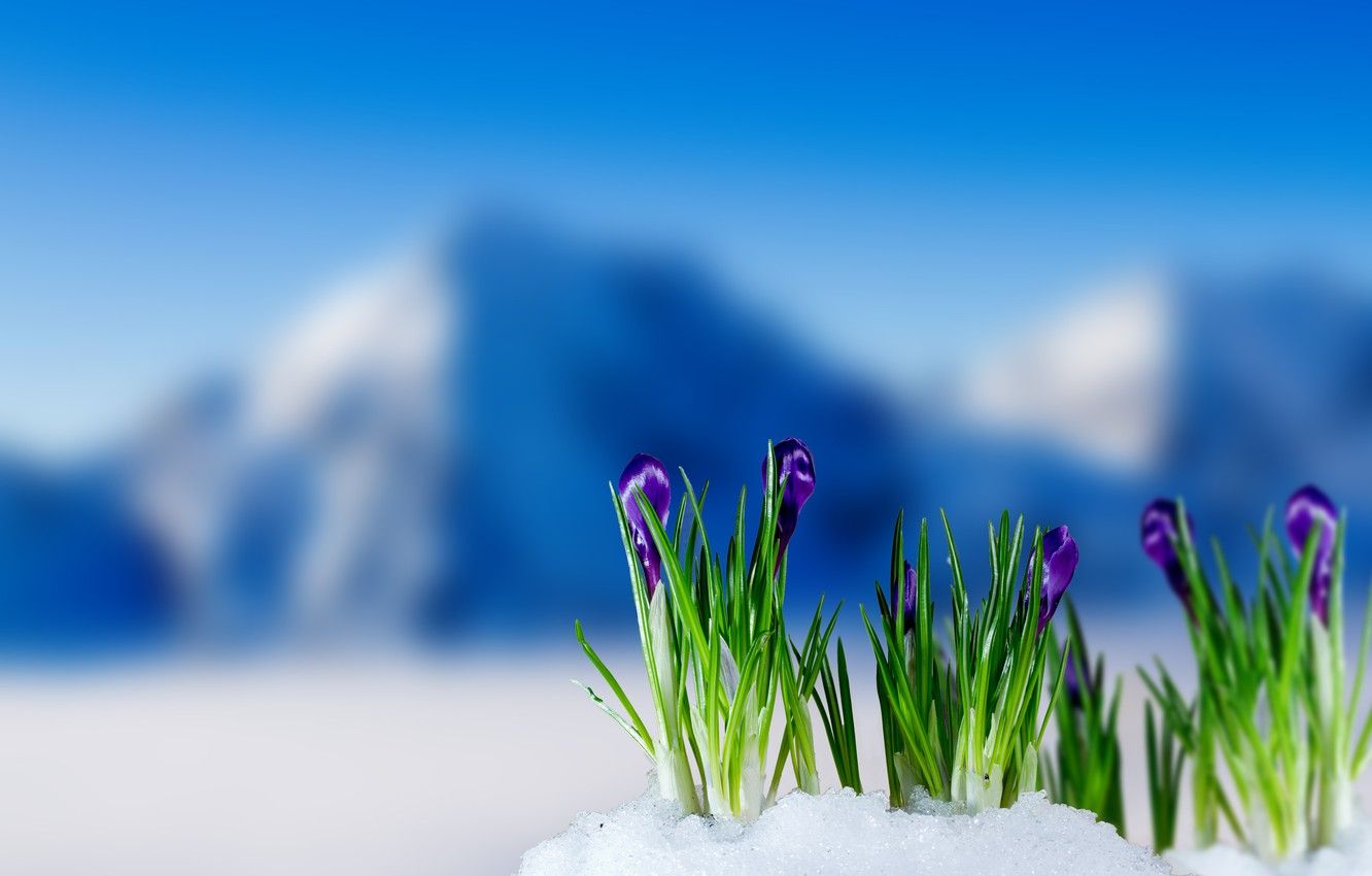 Winter Spring Wallpapers