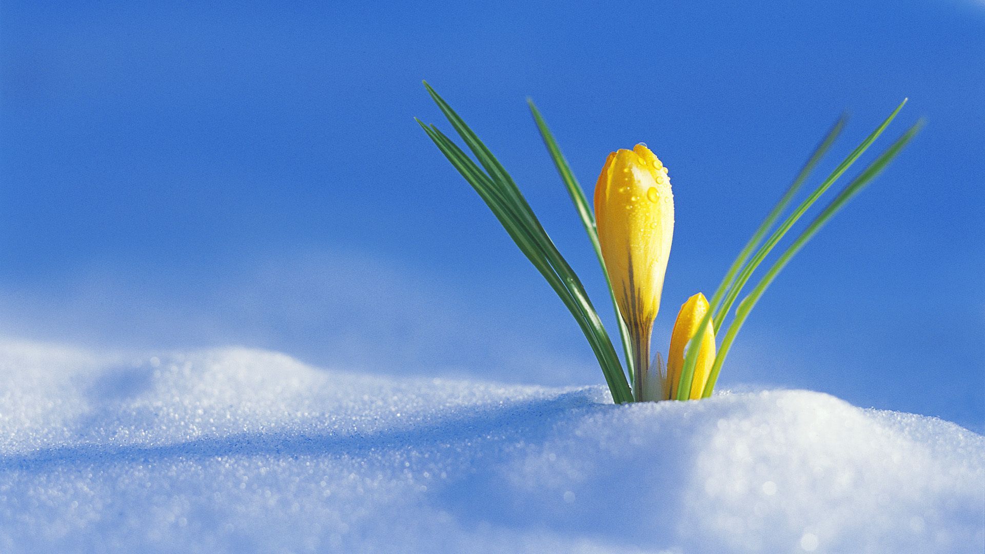 Winter Spring Wallpapers