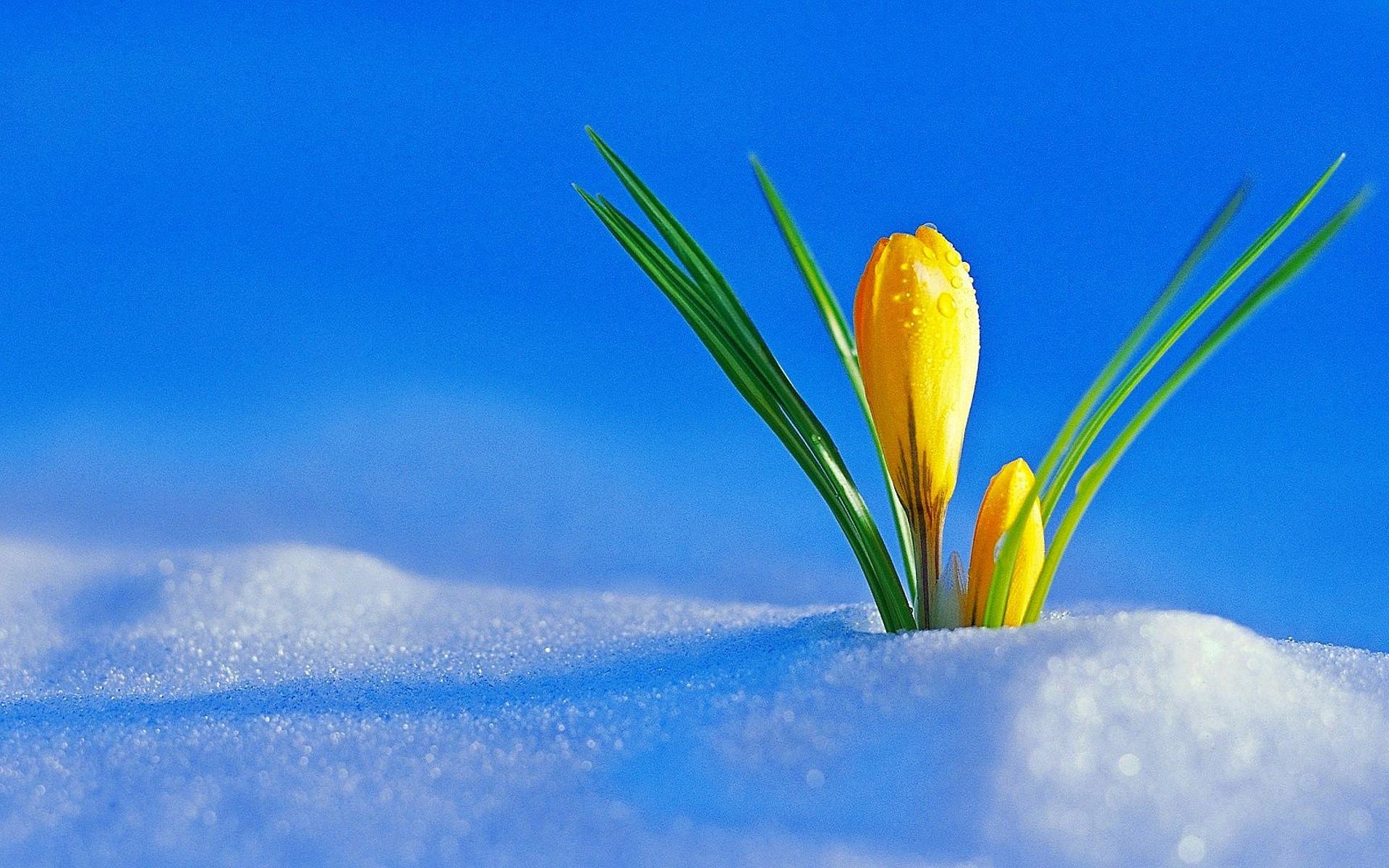 Winter Spring Wallpapers