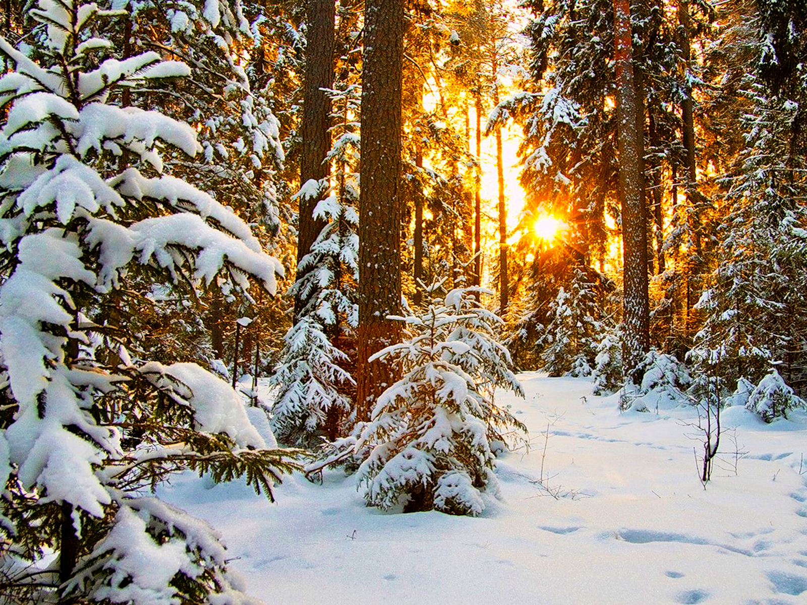 Winter Sunrise Forest Wallpapers