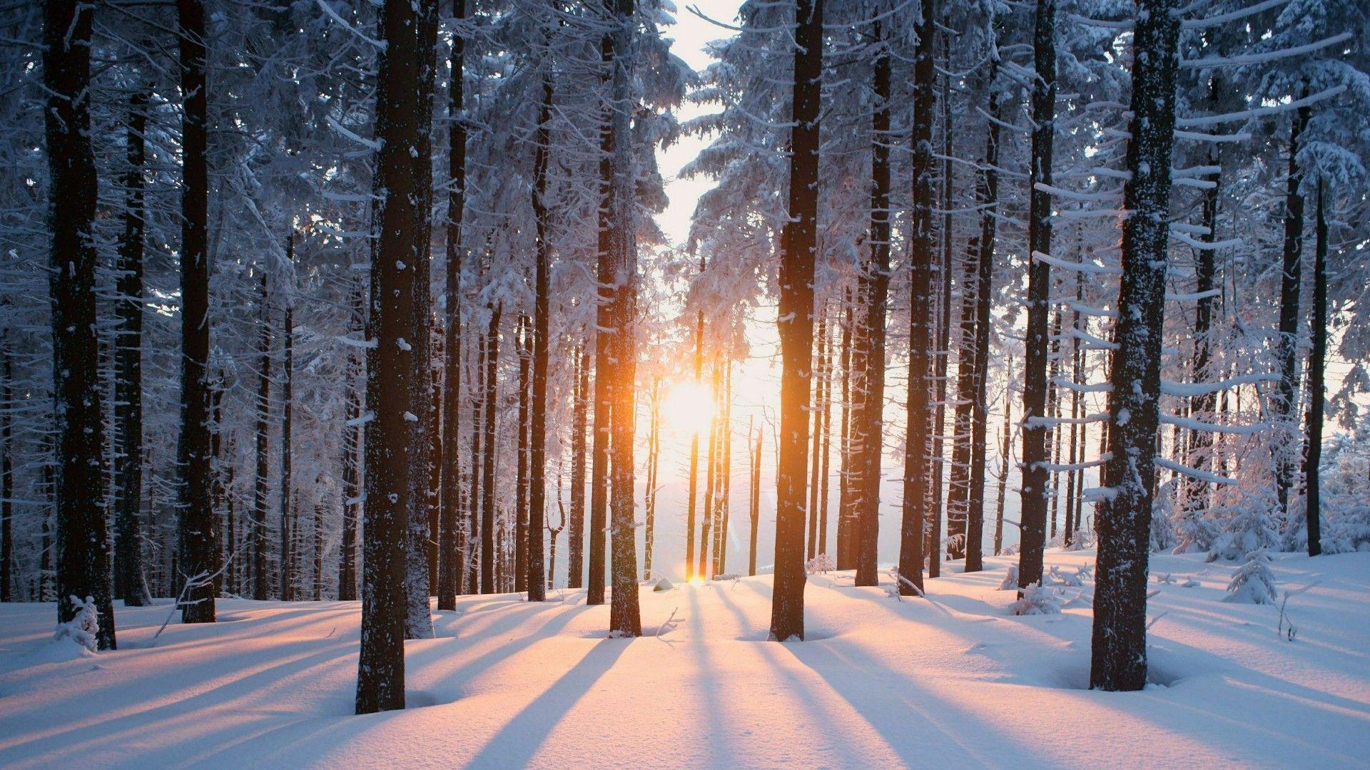 Winter Sunrise Forest Wallpapers