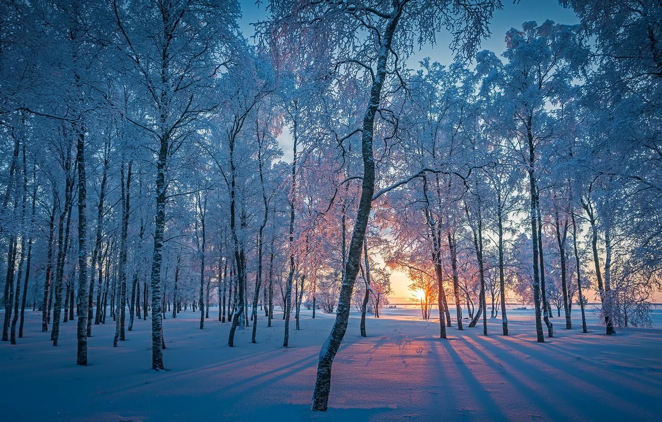 Winter Sunrise Forest Wallpapers