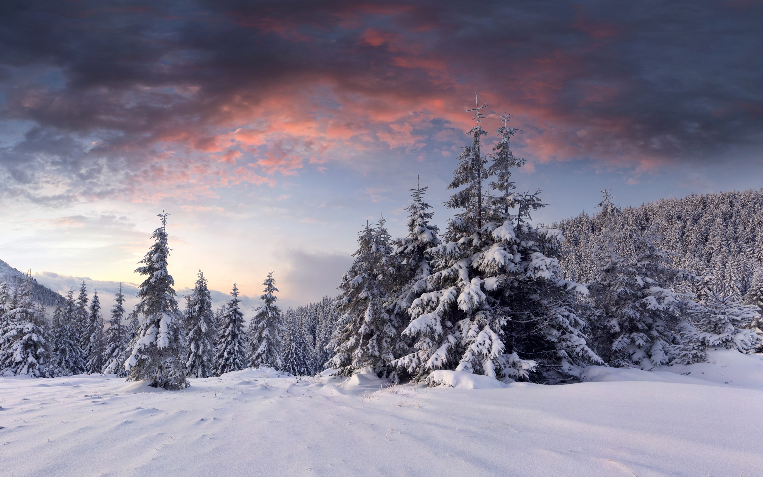 Winter Sunrise Forest Wallpapers