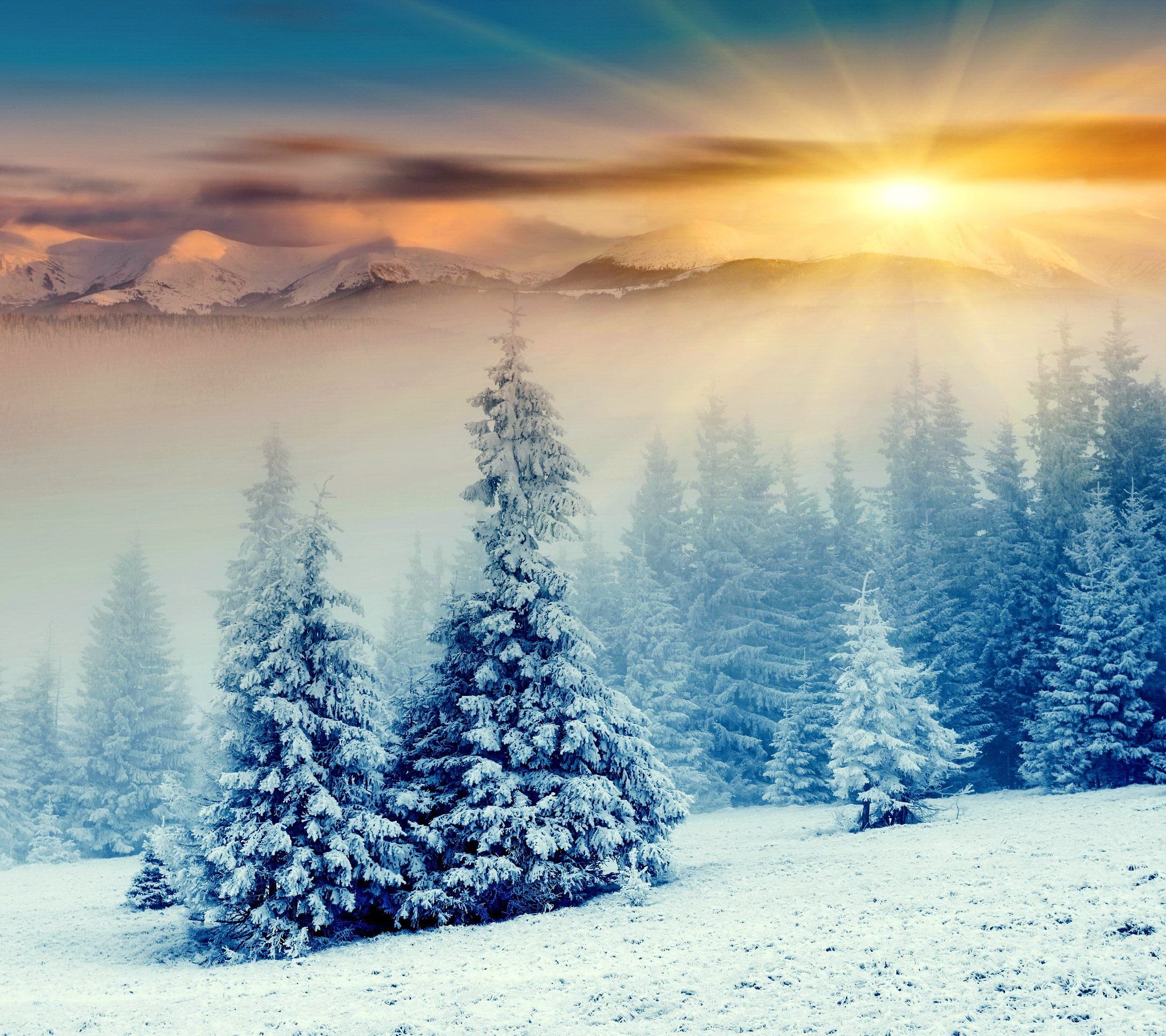 Winter Sunrise Forest Wallpapers