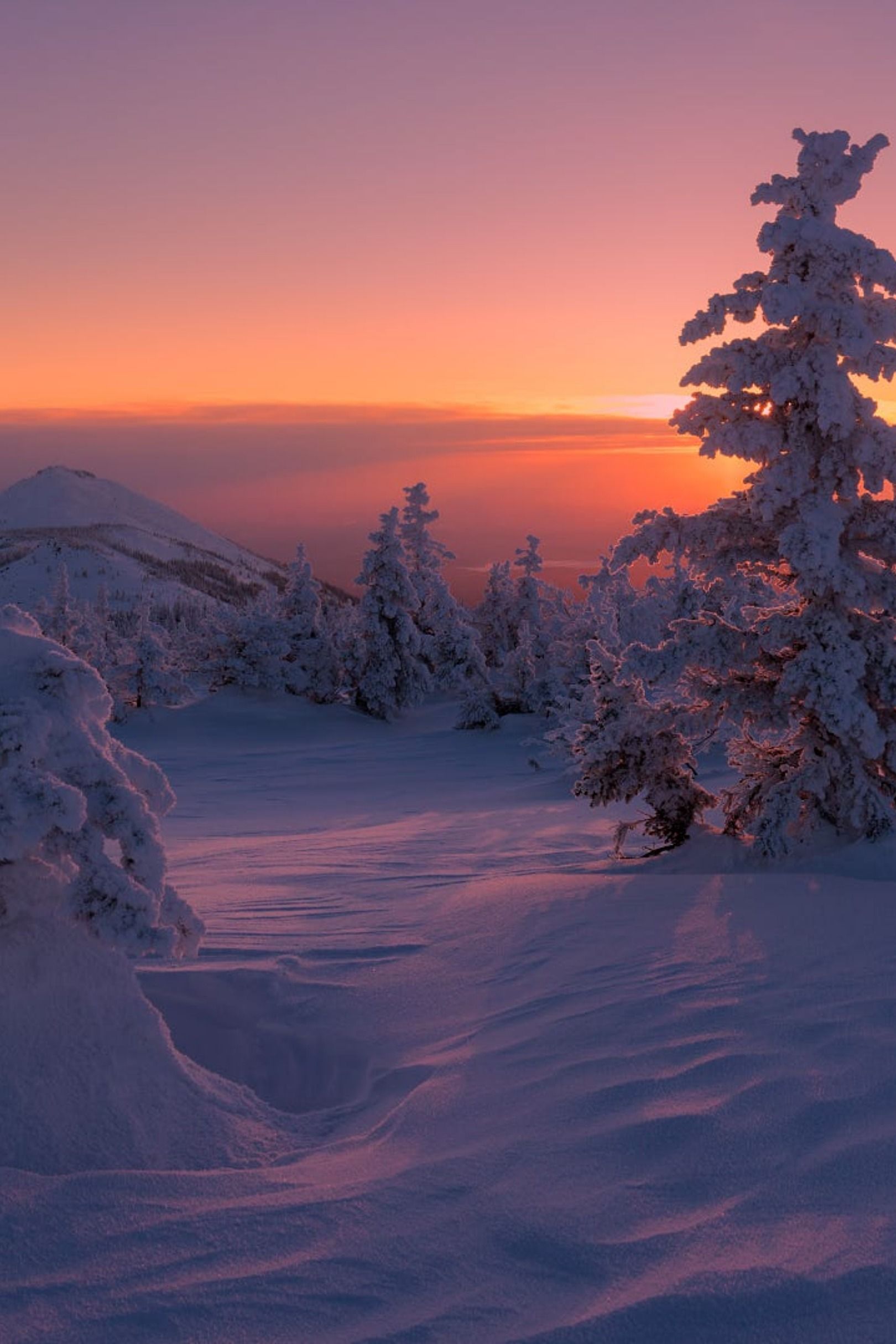 Winter Sunrise Forest Wallpapers