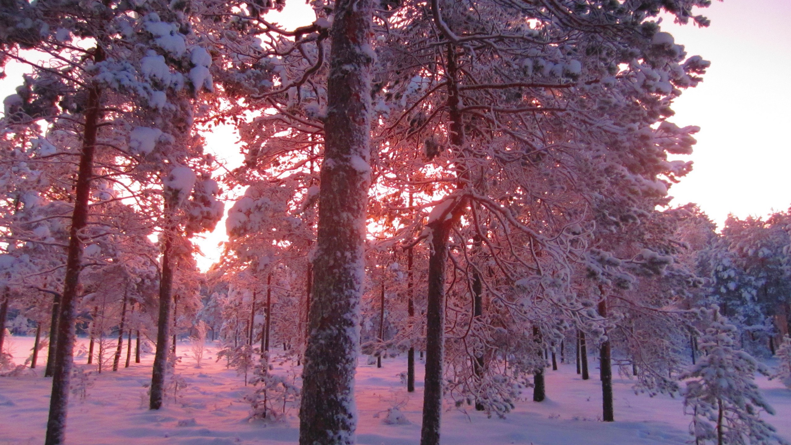 Winter Sunrise Forest Wallpapers