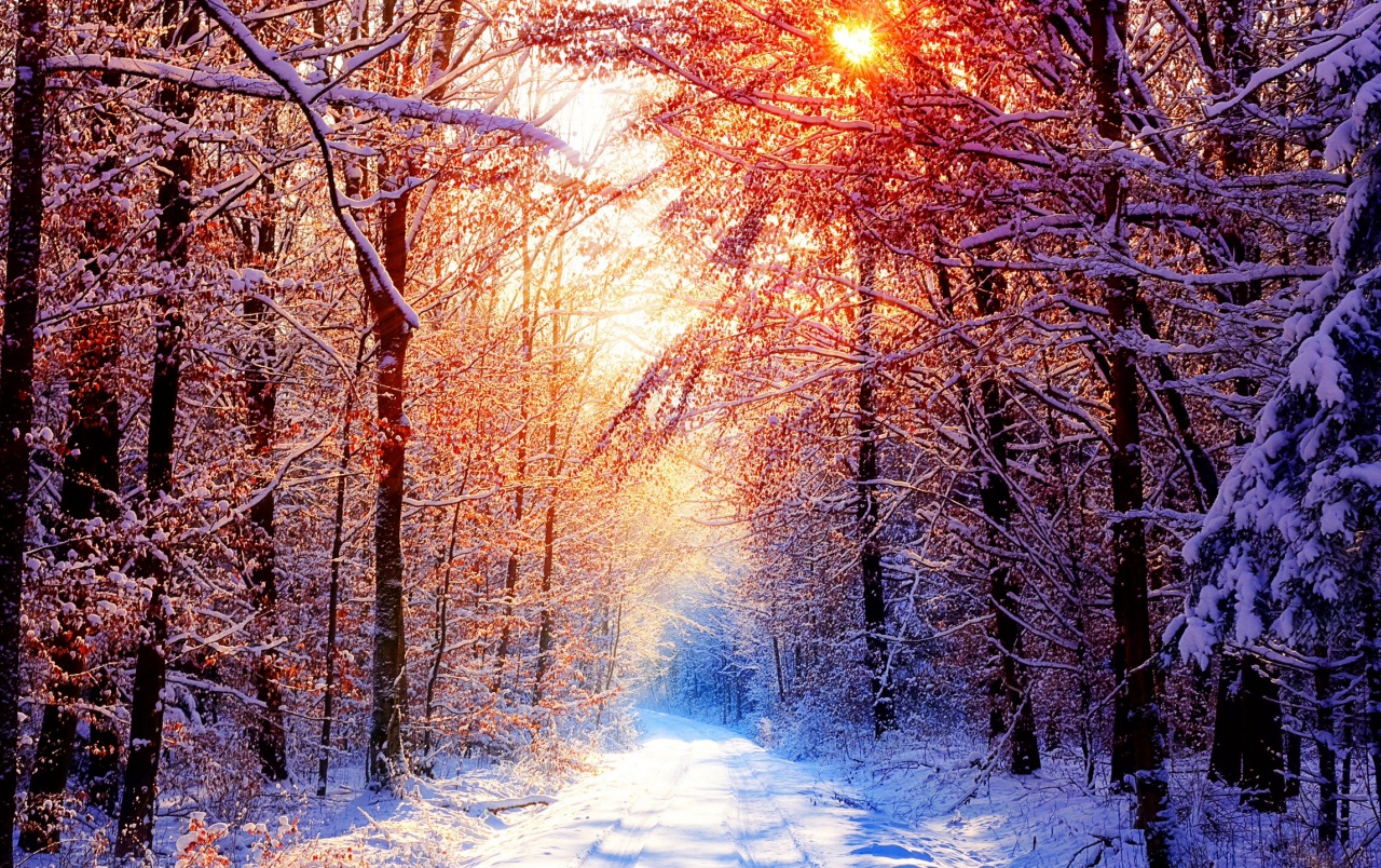 Winter Sunshine Wallpapers