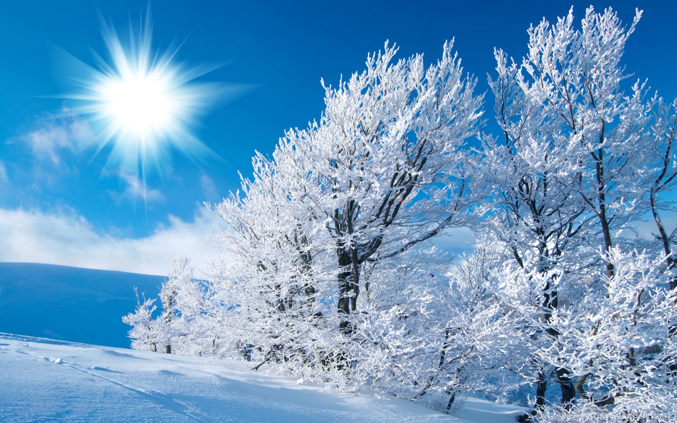 Winter Sunshine Wallpapers