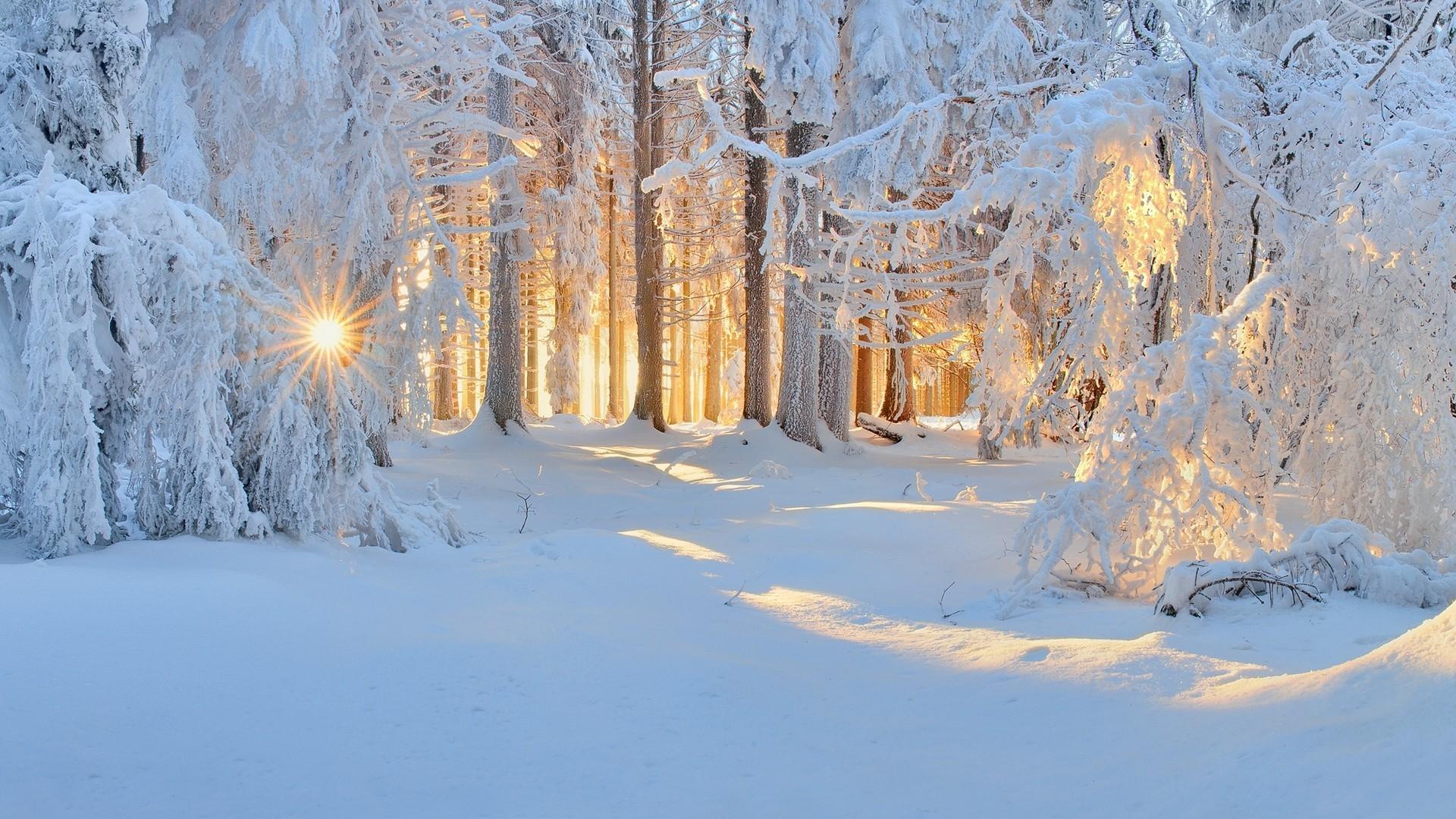 Winter Sunshine Wallpapers