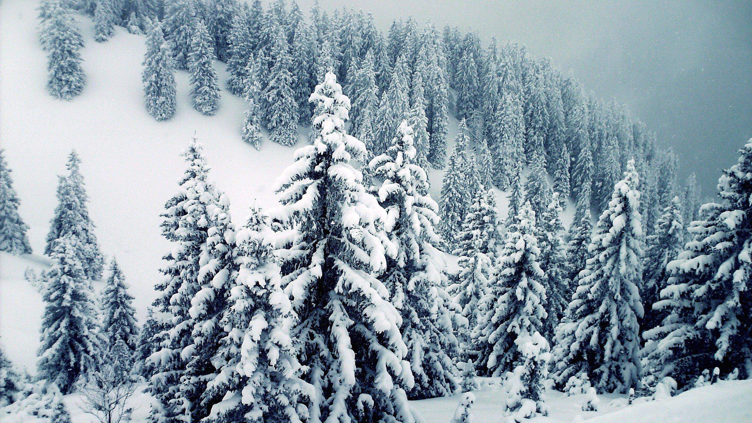 Winter Trees Backgrounds