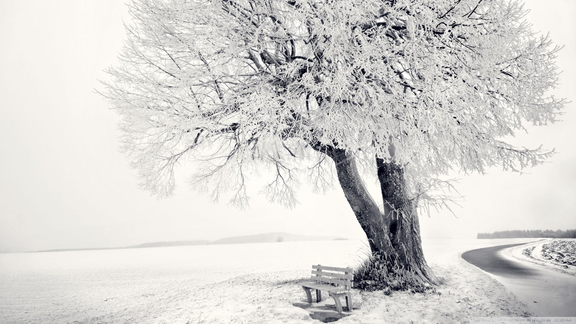 Winter Trees Backgrounds