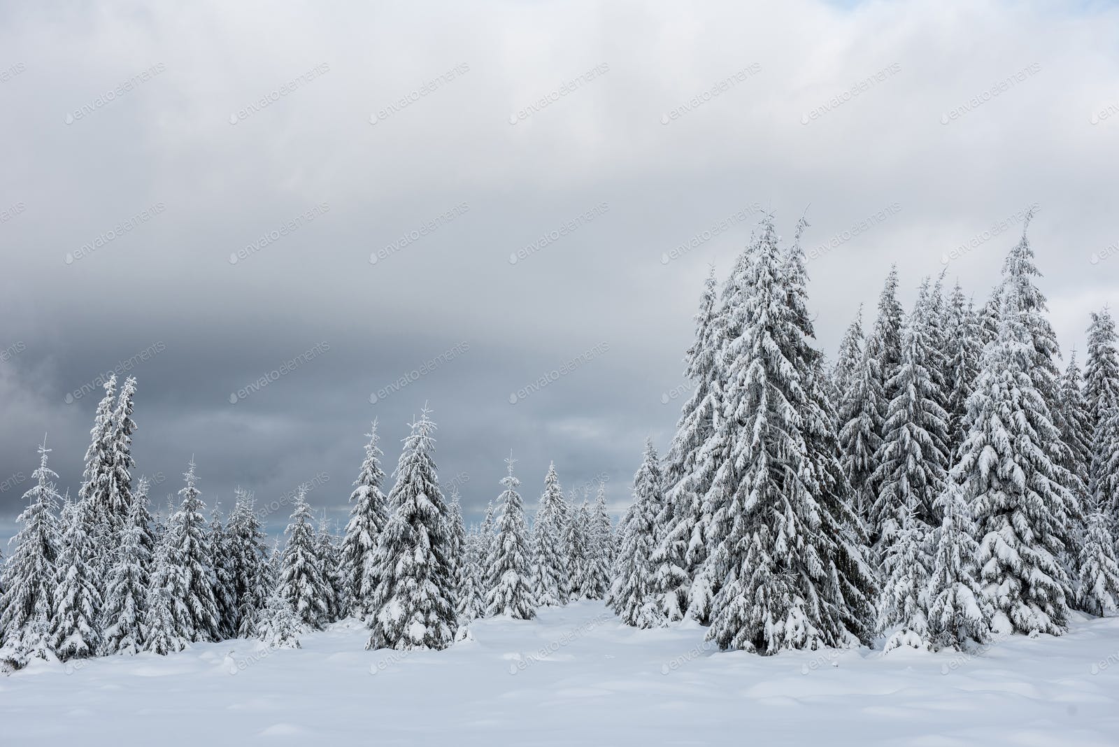 Winter Trees Backgrounds