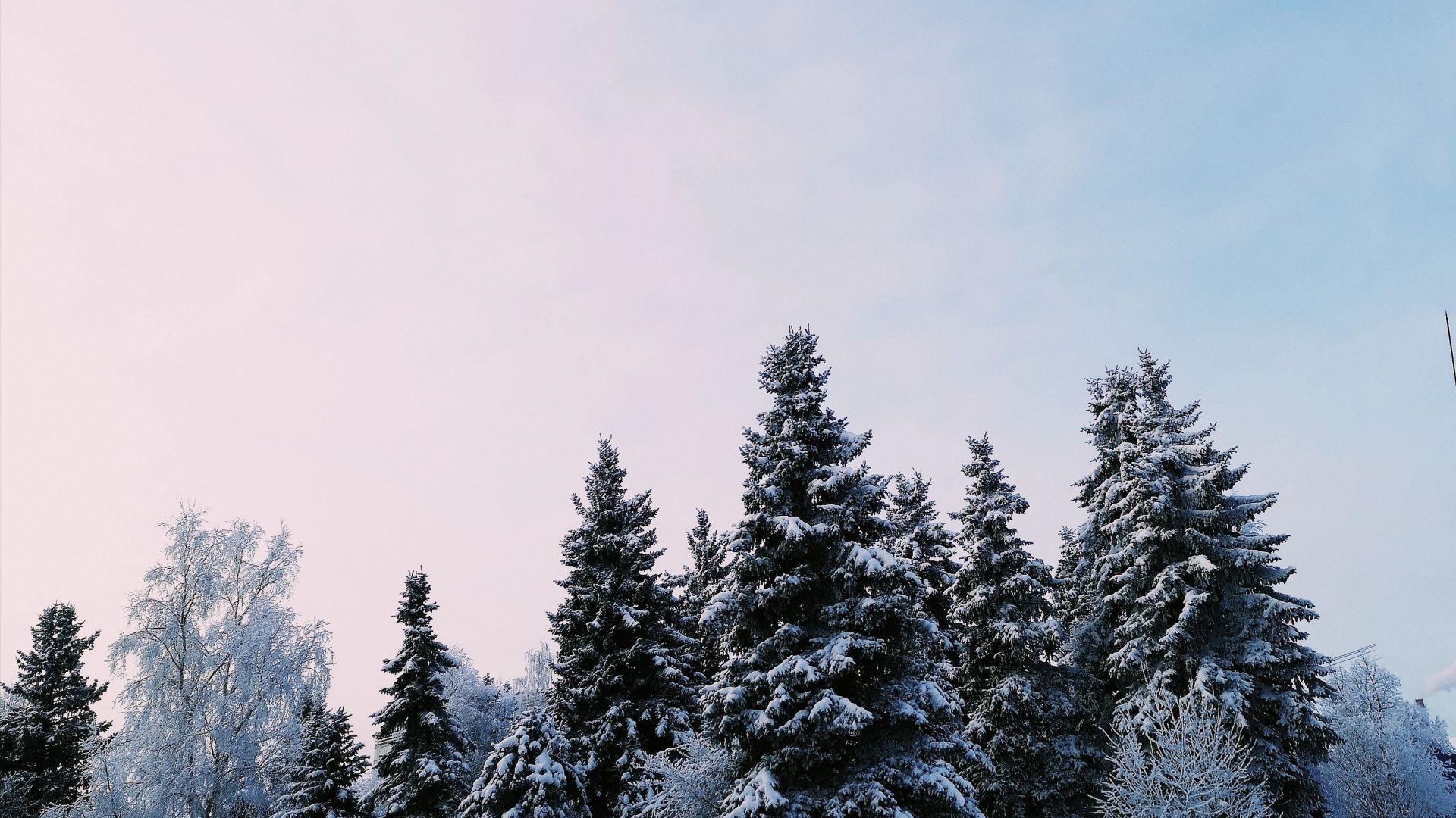 Winter Trees Backgrounds