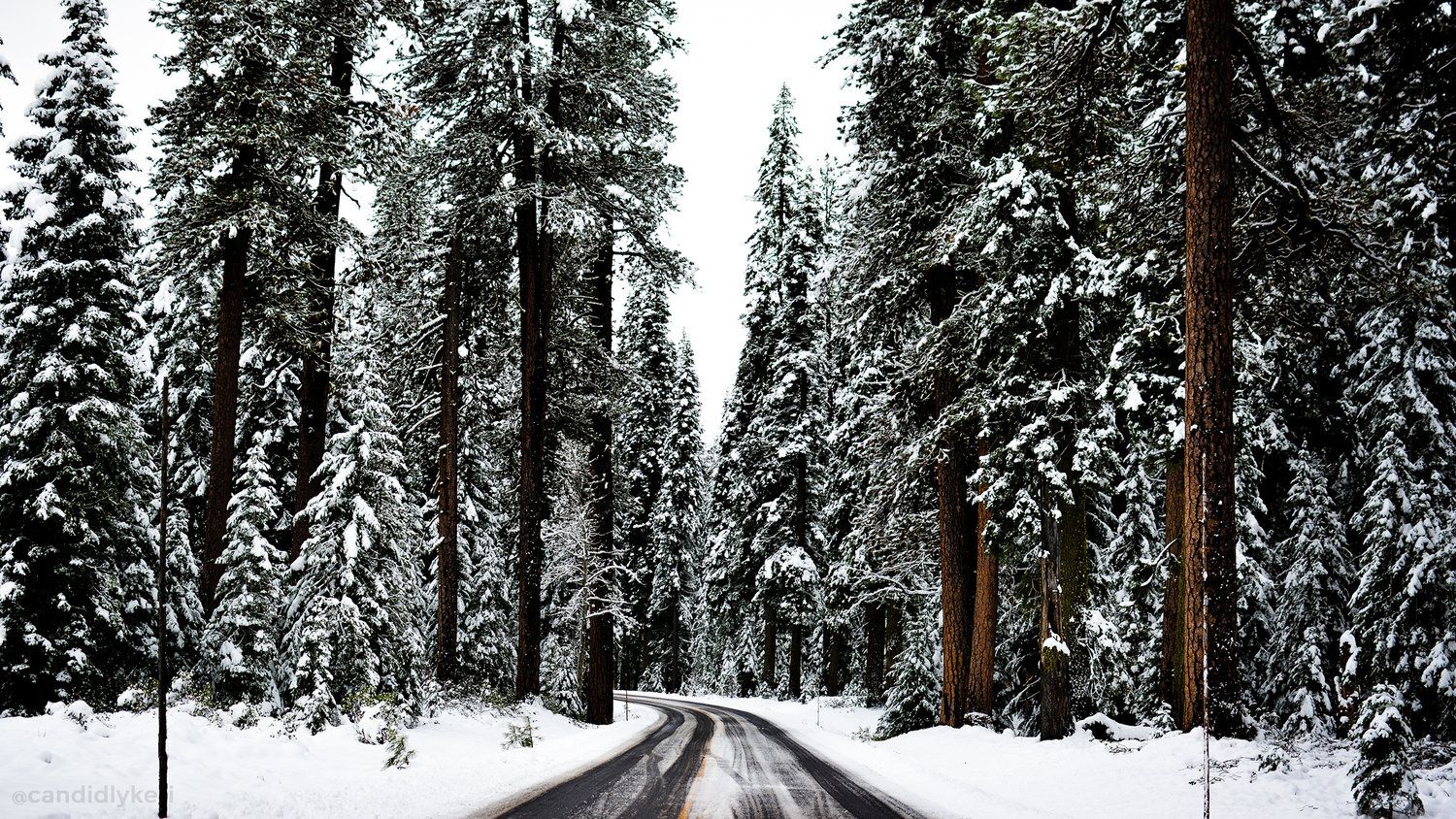 Winter Trees Backgrounds