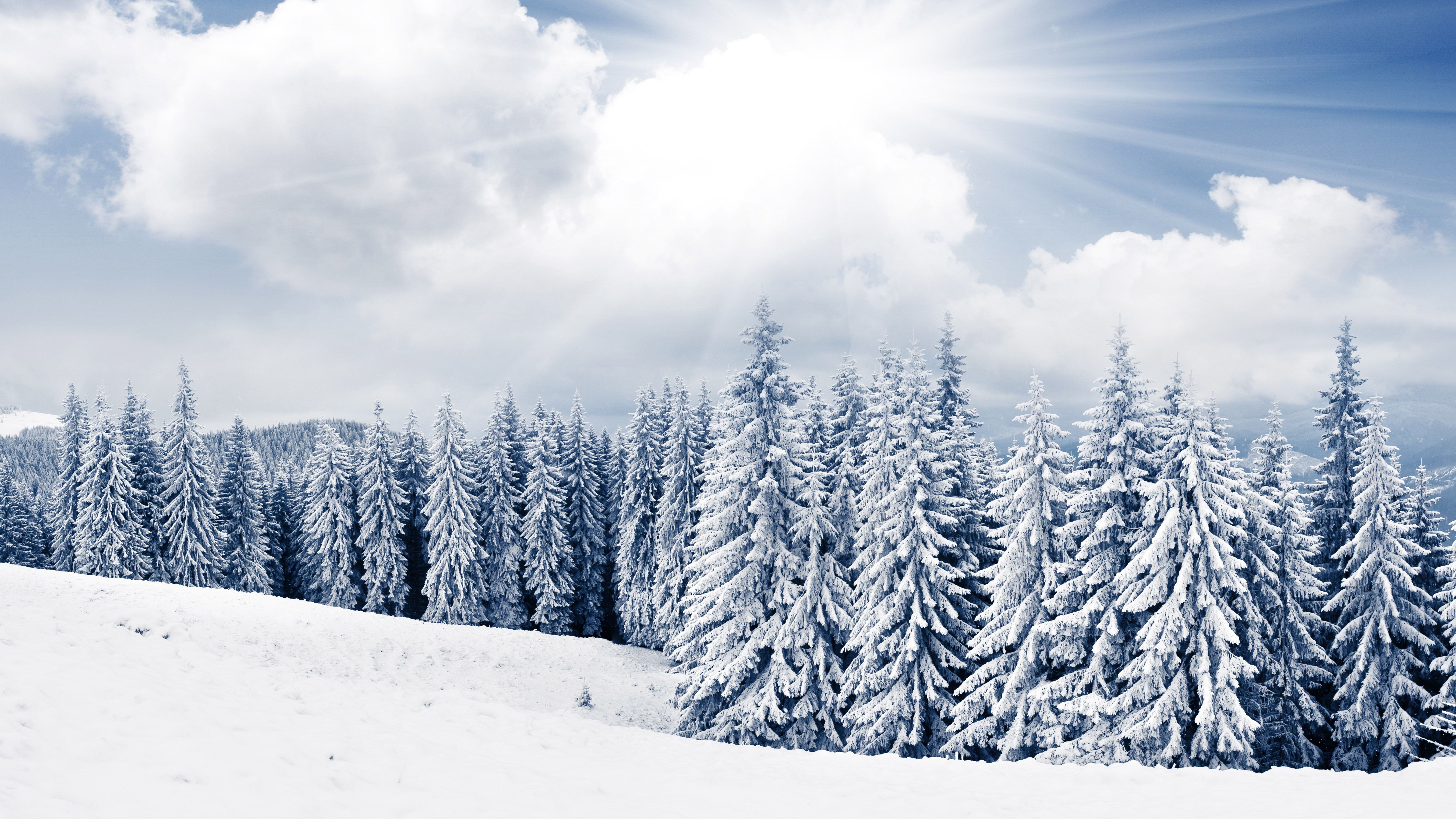 Winter Trees Backgrounds