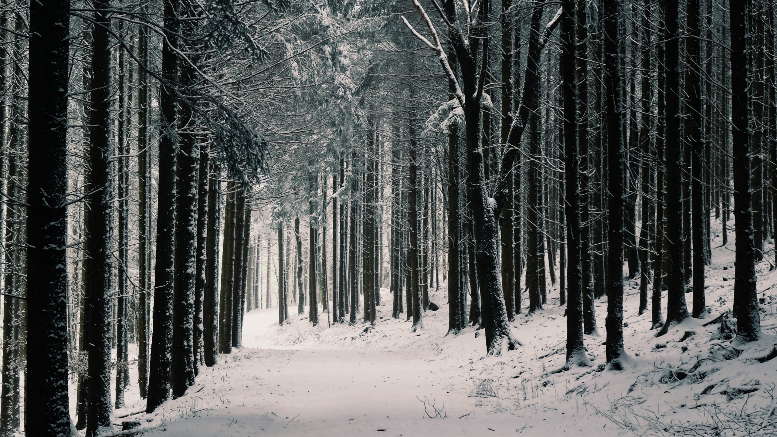 Winter Trees Backgrounds