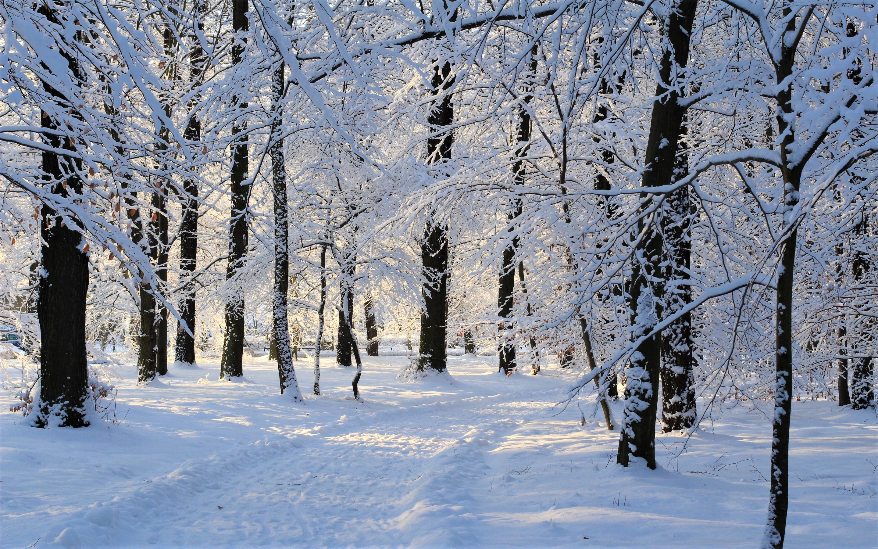 Winter Trees Backgrounds