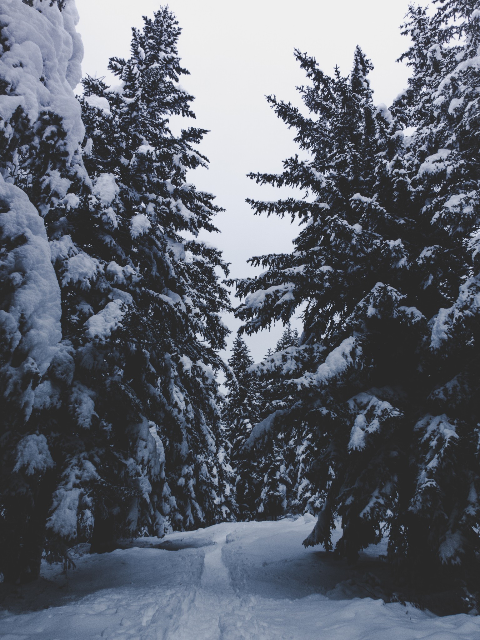 Winter Trees Backgrounds