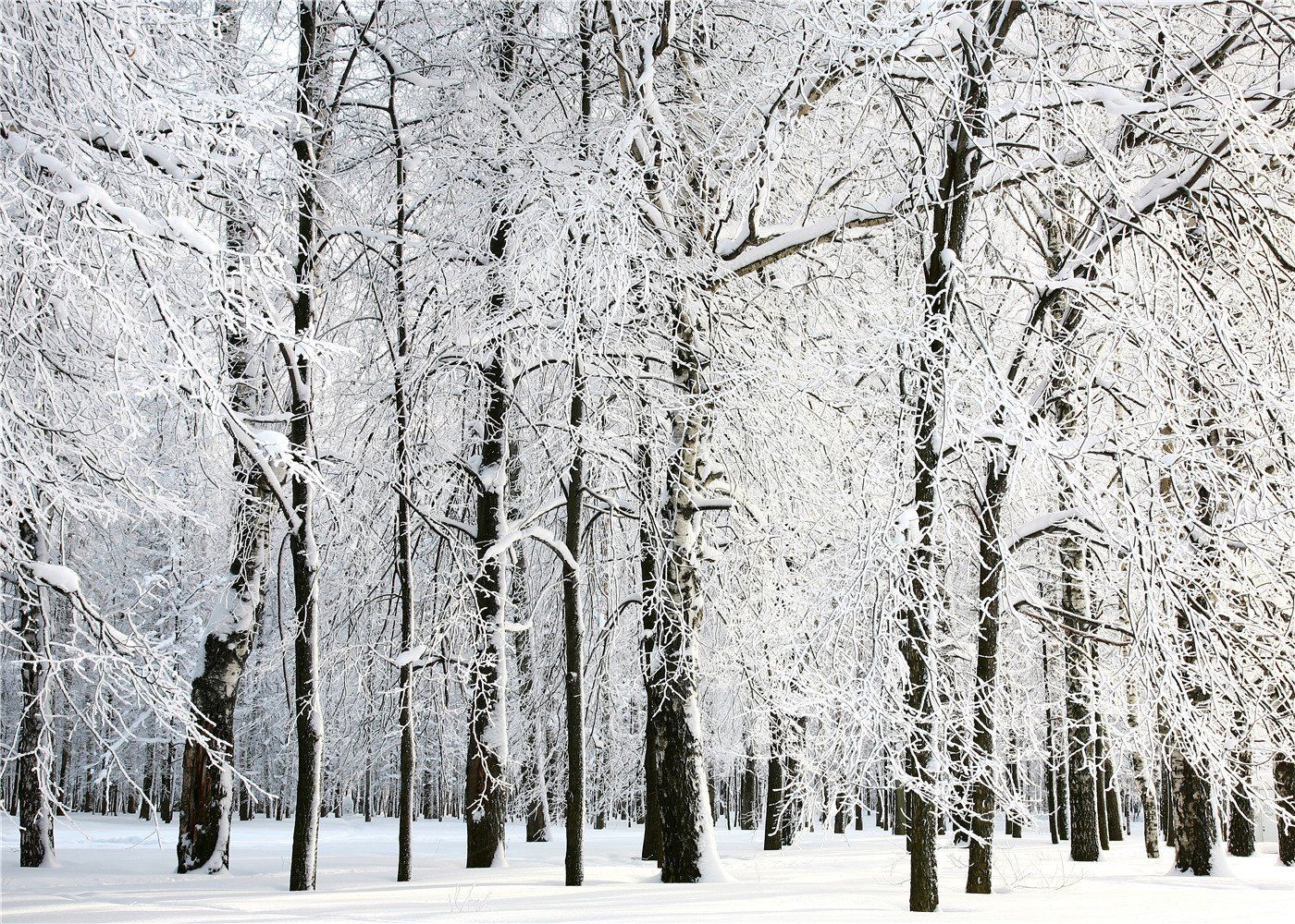 Winter Trees Backgrounds