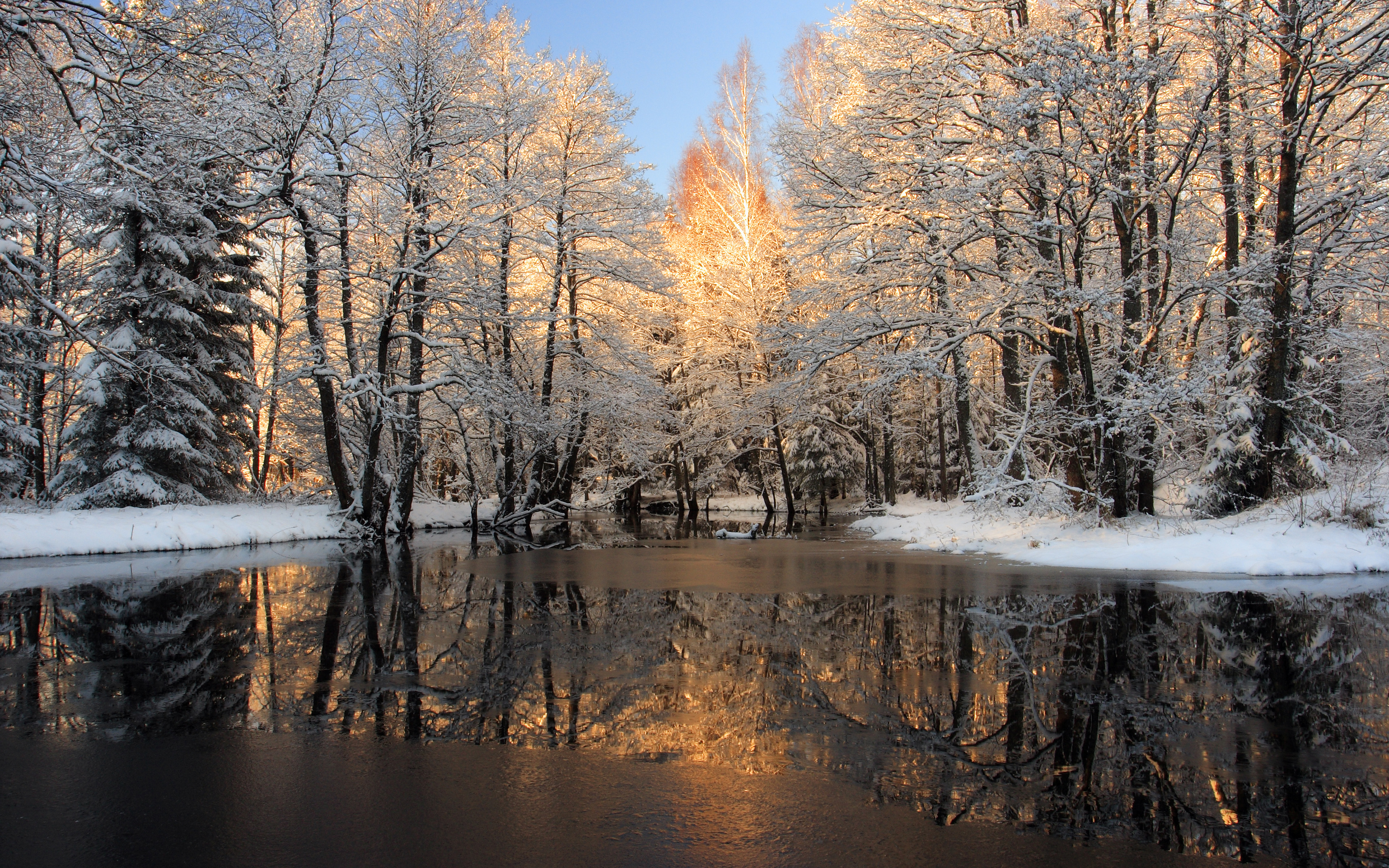 Winter Trees Backgrounds