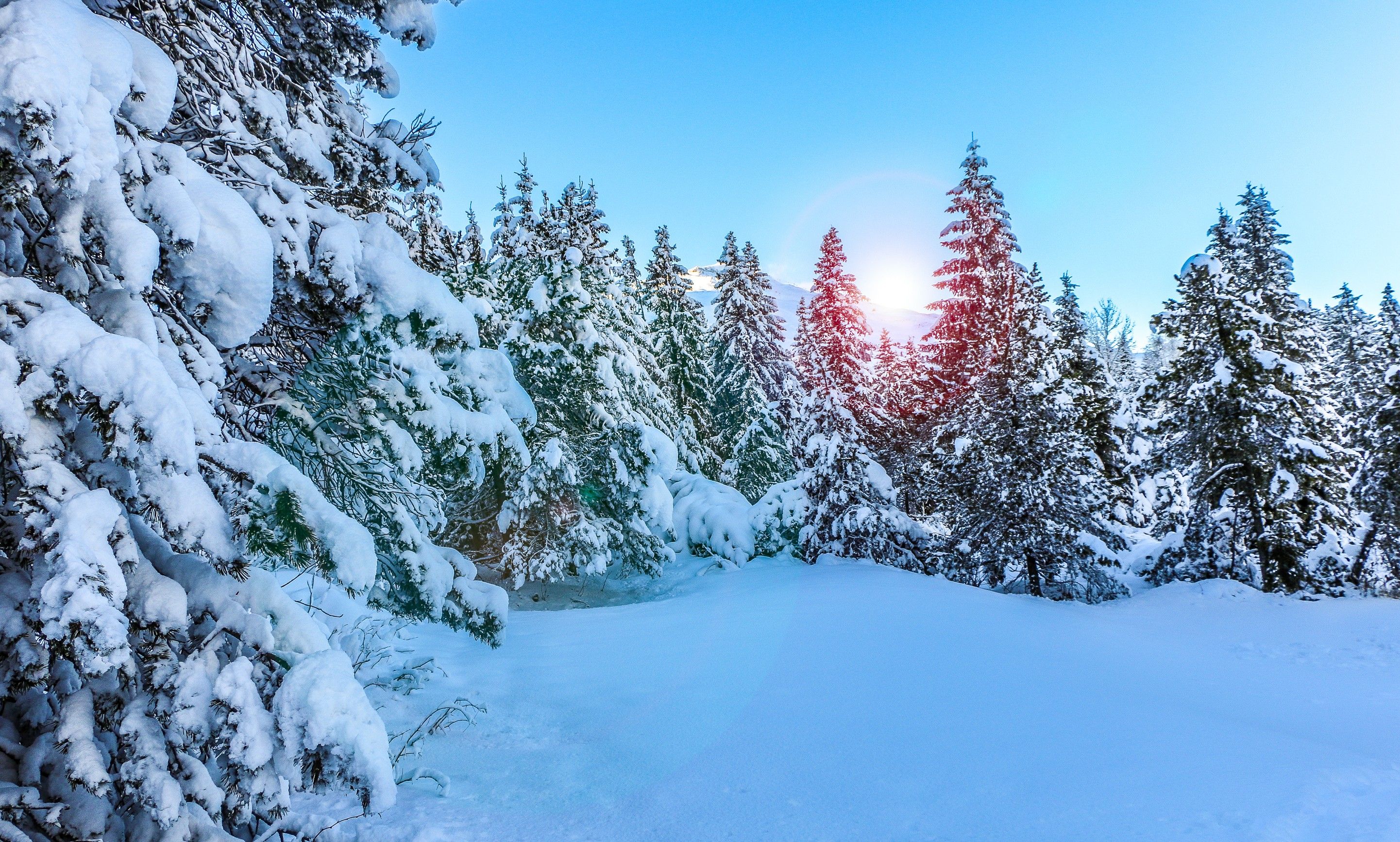 Winter Trees Backgrounds