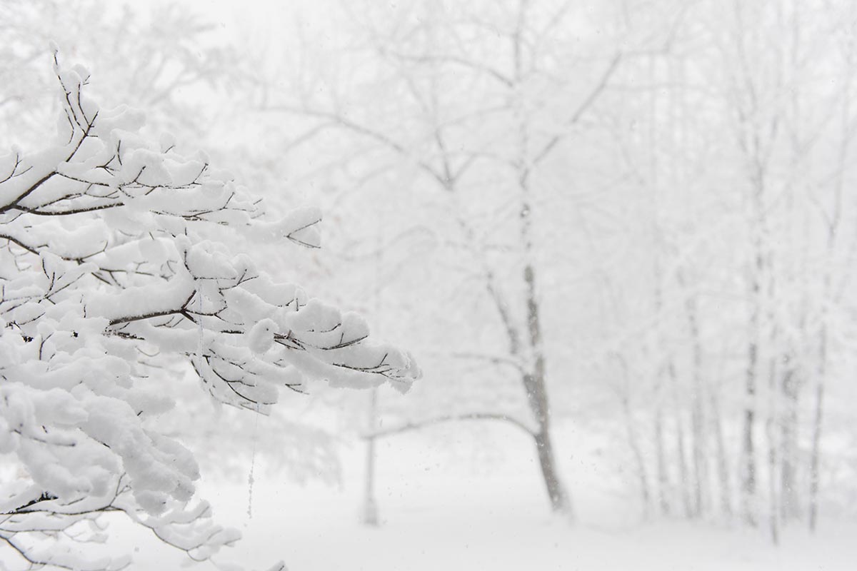 Winter Trees Backgrounds