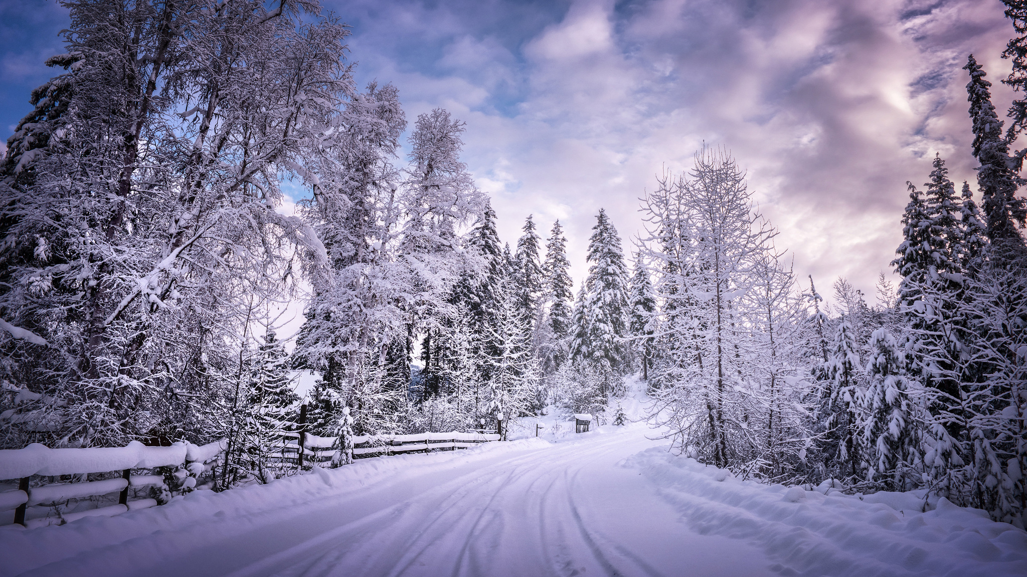 Winter Trees Backgrounds