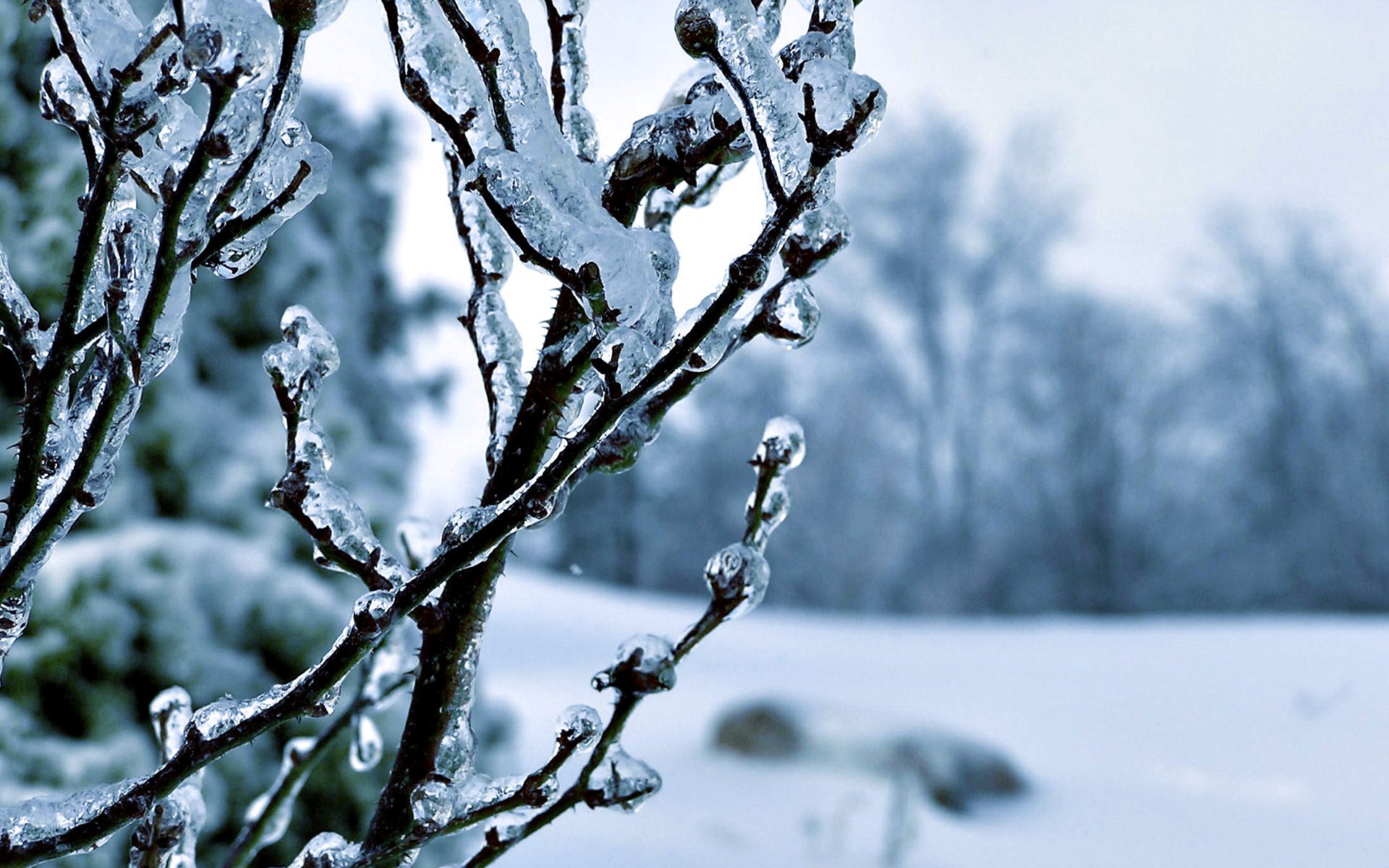 Winter Trees Backgrounds