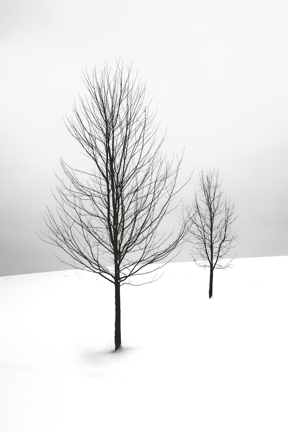 Winter Trees Backgrounds