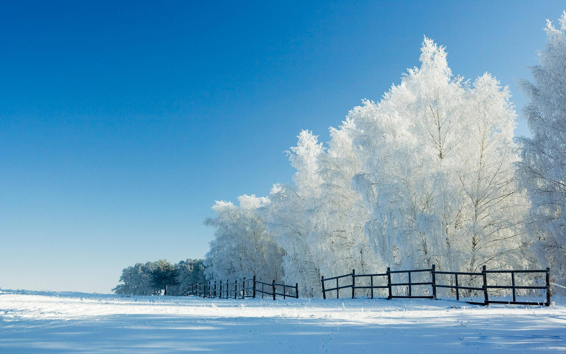 Winter Trees Backgrounds