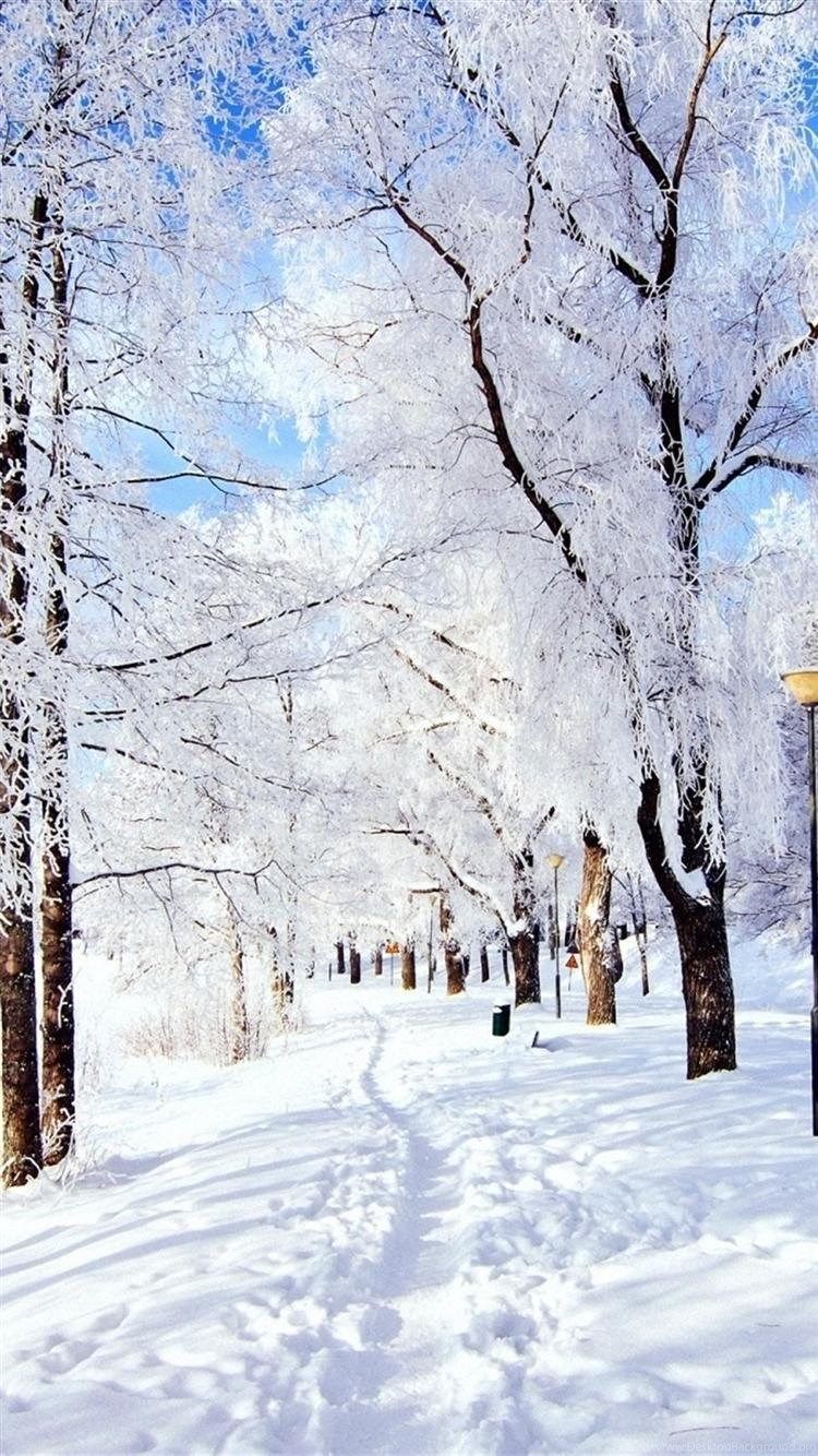 Winter Trees Snow Season Wallpapers