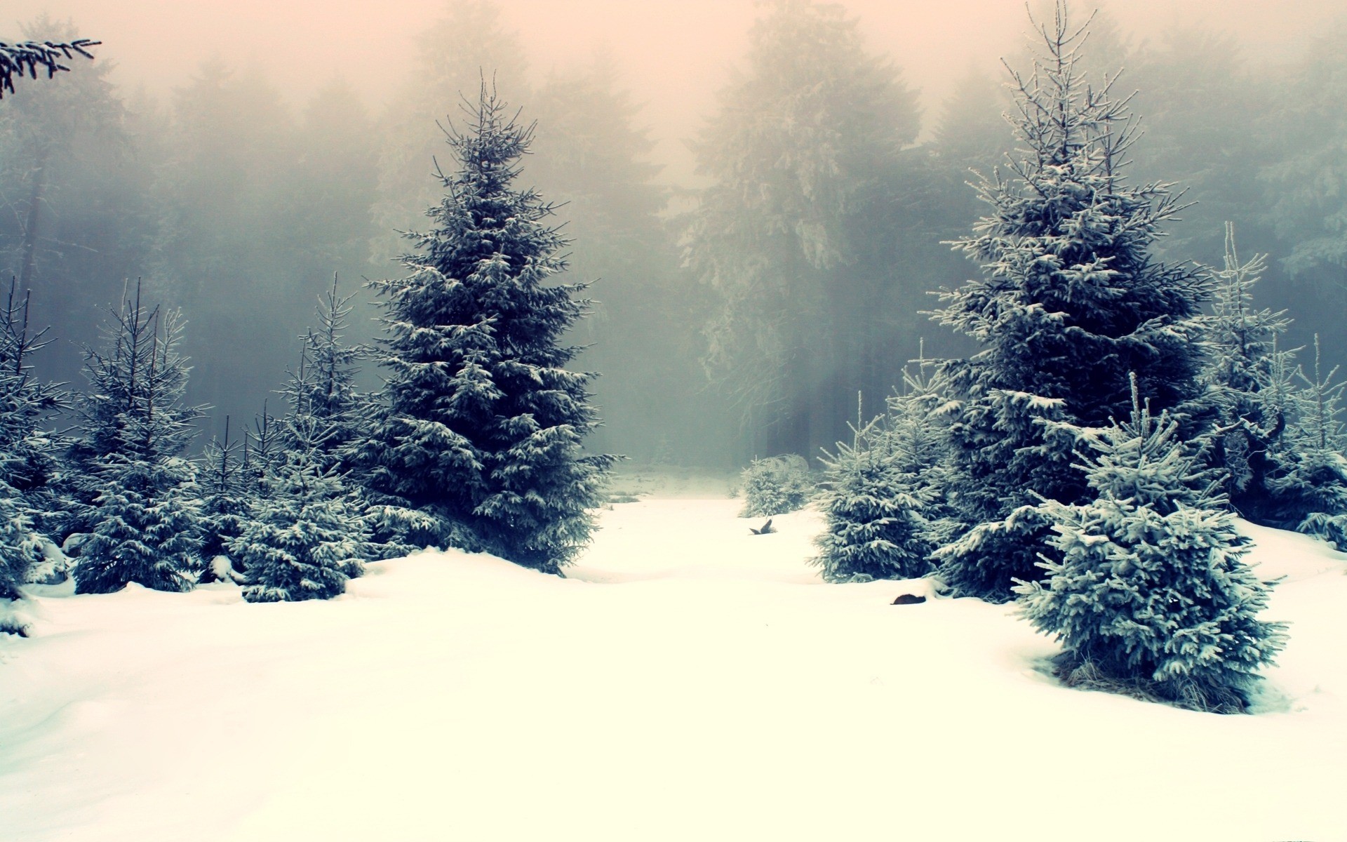 Winter Trees Snow Season Wallpapers