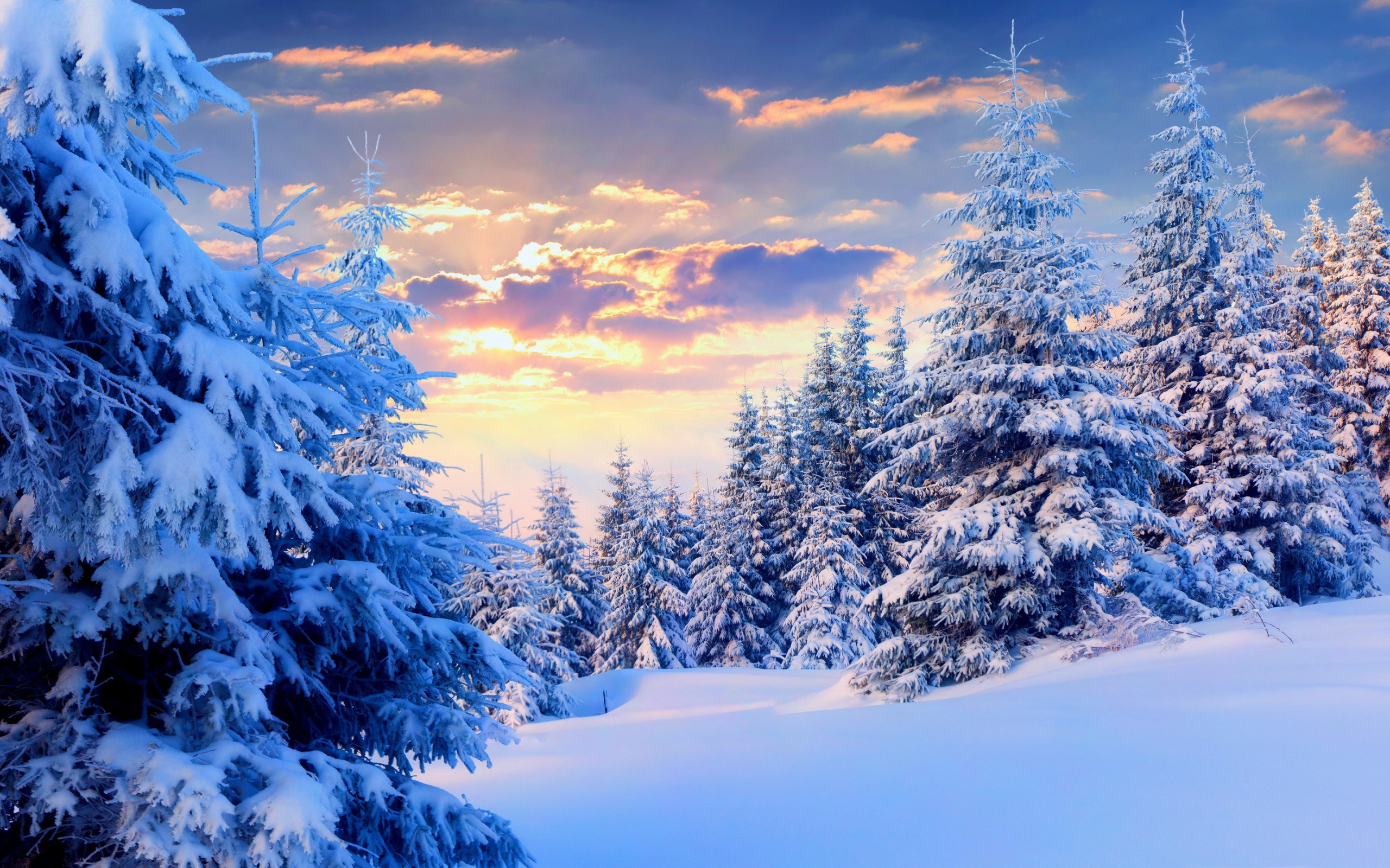 Winter Trees Snow Season Wallpapers