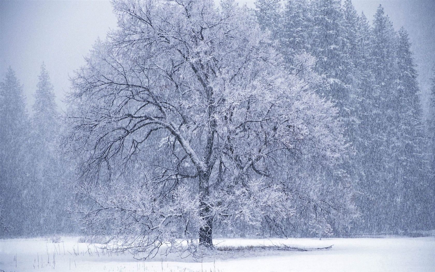 Winter Trees Snow Season Wallpapers