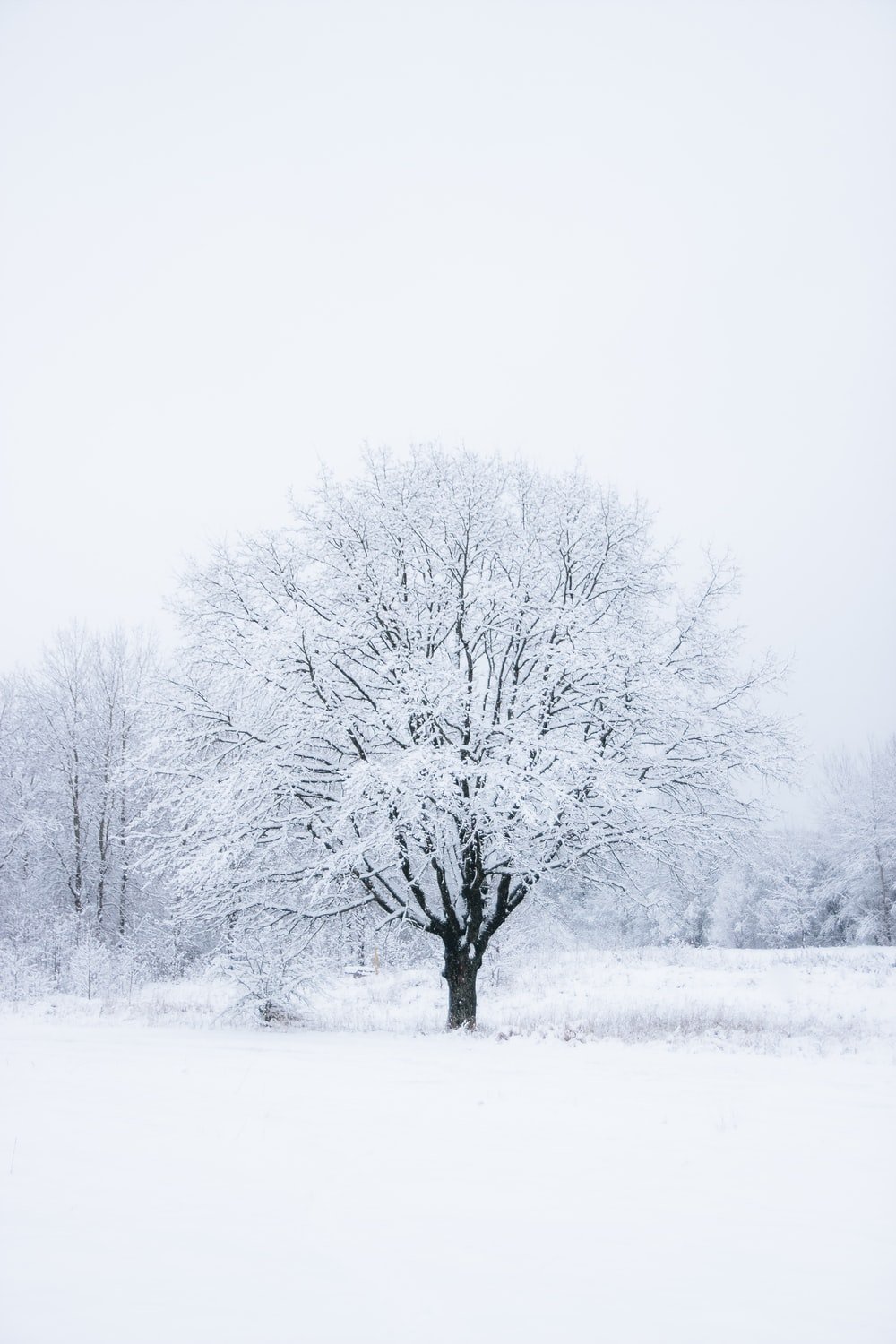 Winter Trees Snow Season Wallpapers