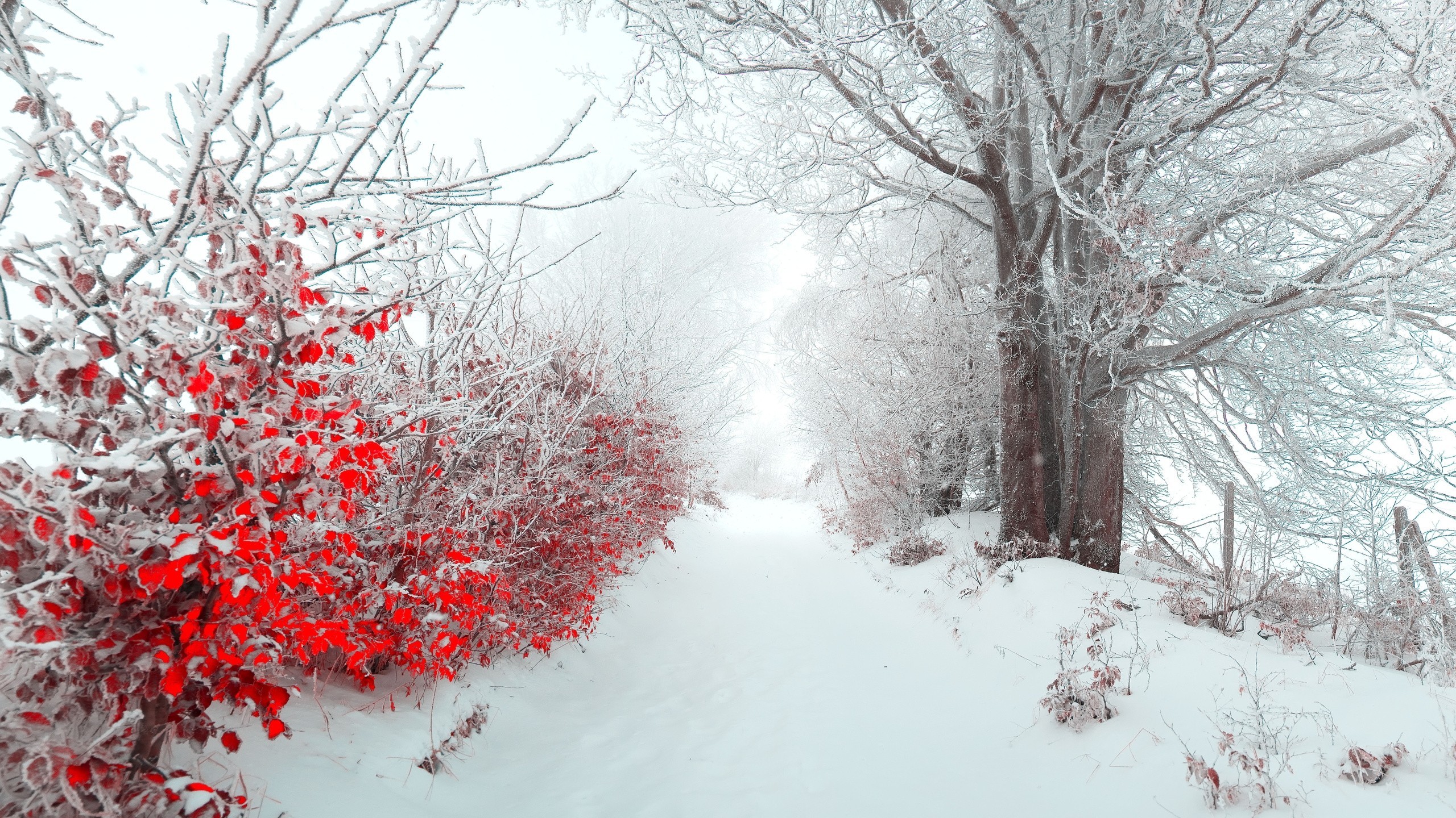 Winter Trees Snow Season Wallpapers