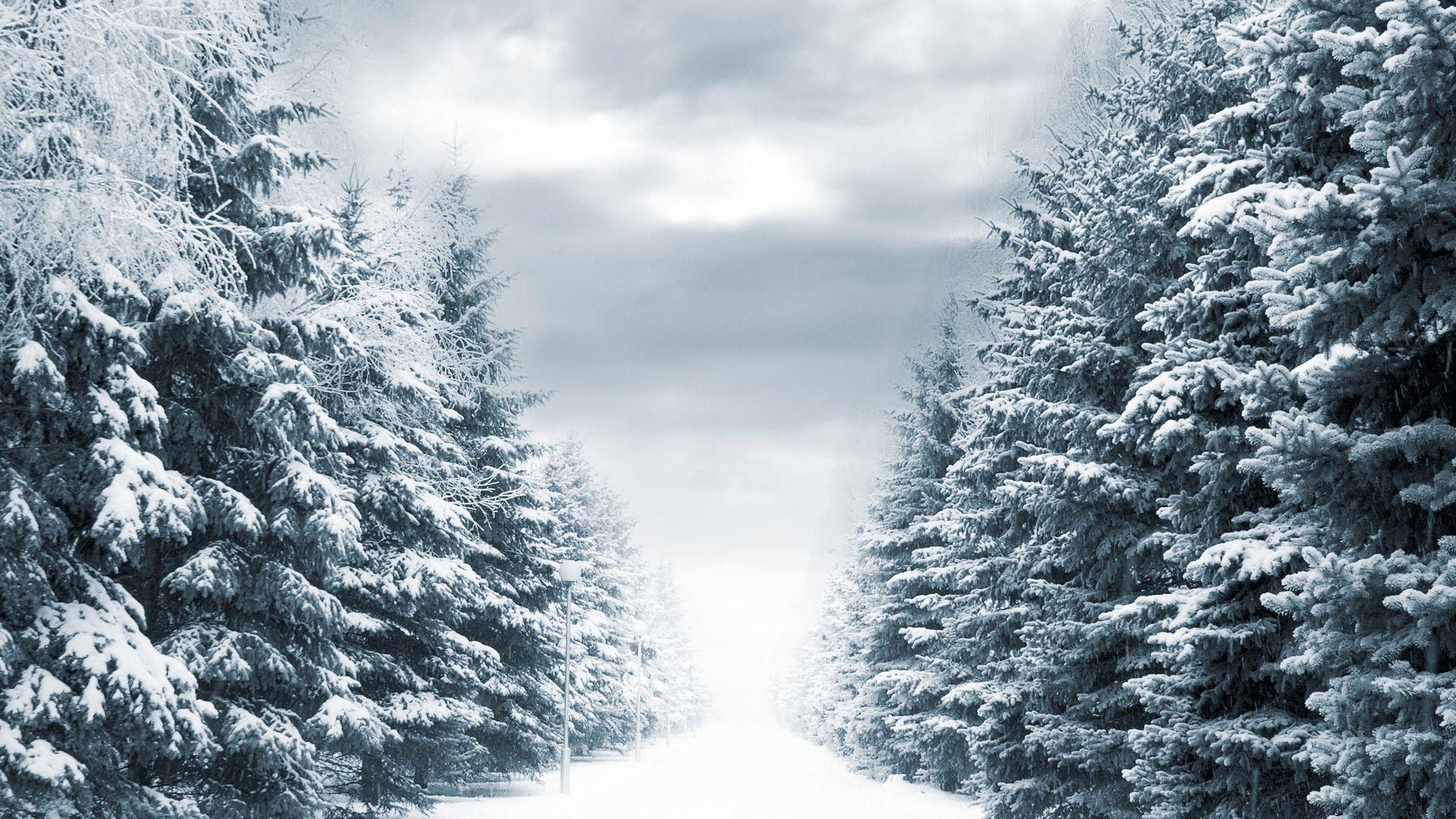 Winter Trees Wallpapers