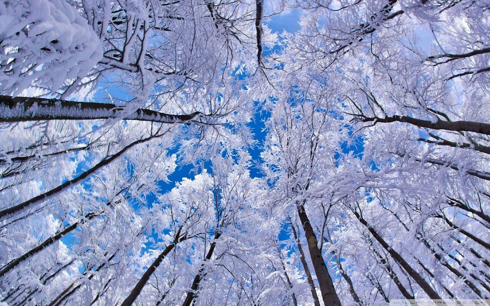 Winter Trees Wallpapers