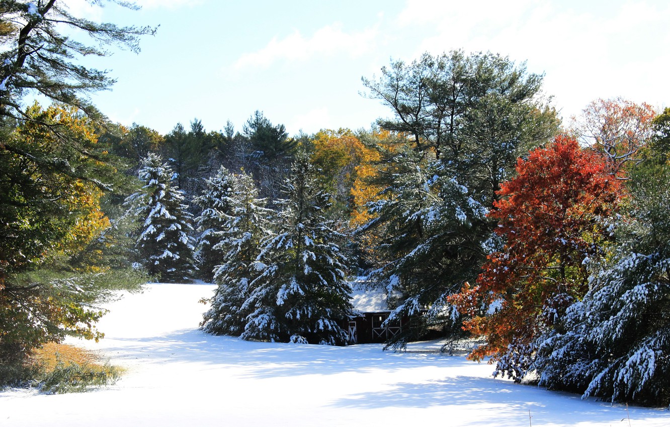 Winter Trees Wallpapers