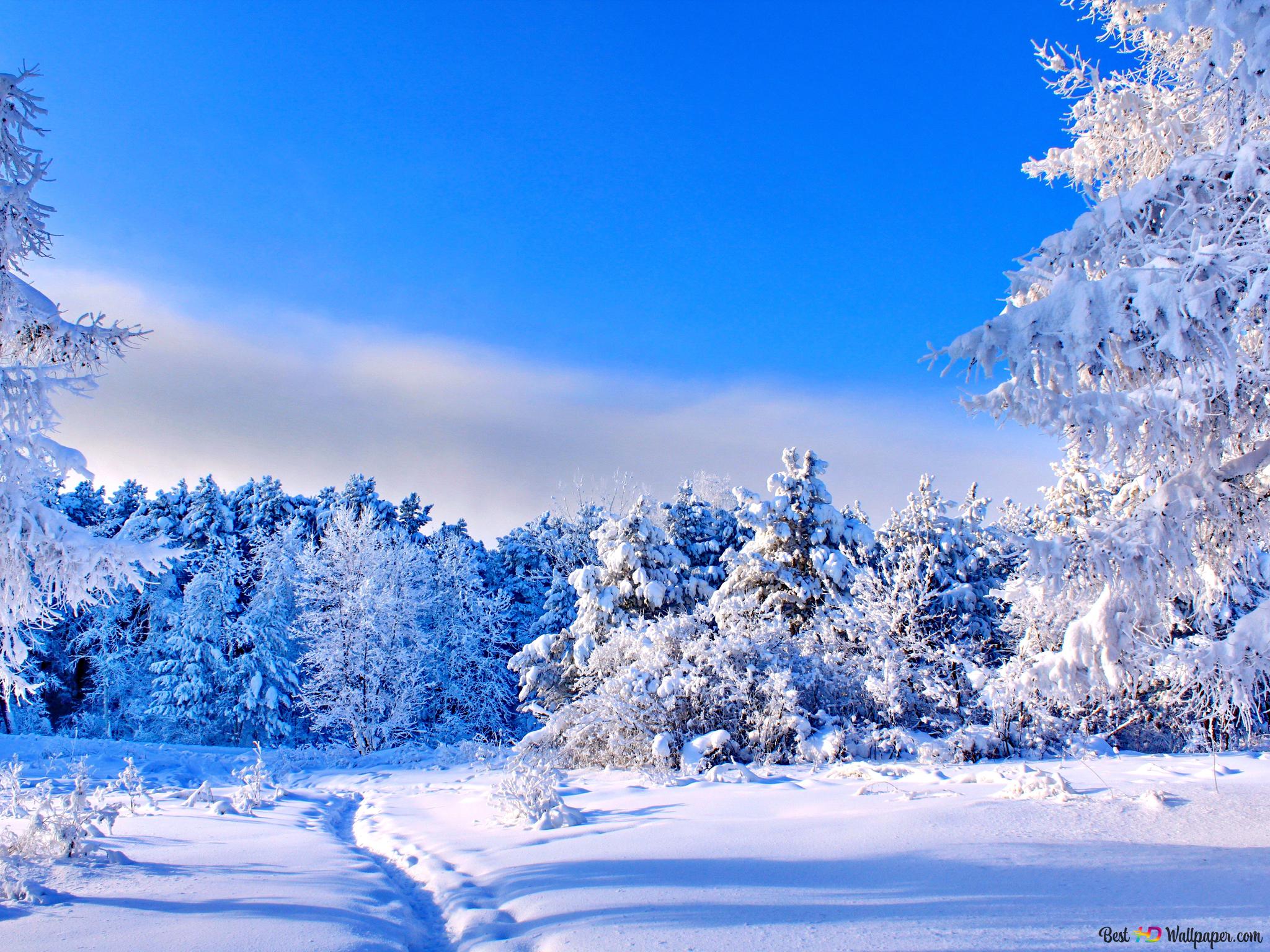 Winter Trees Wallpapers