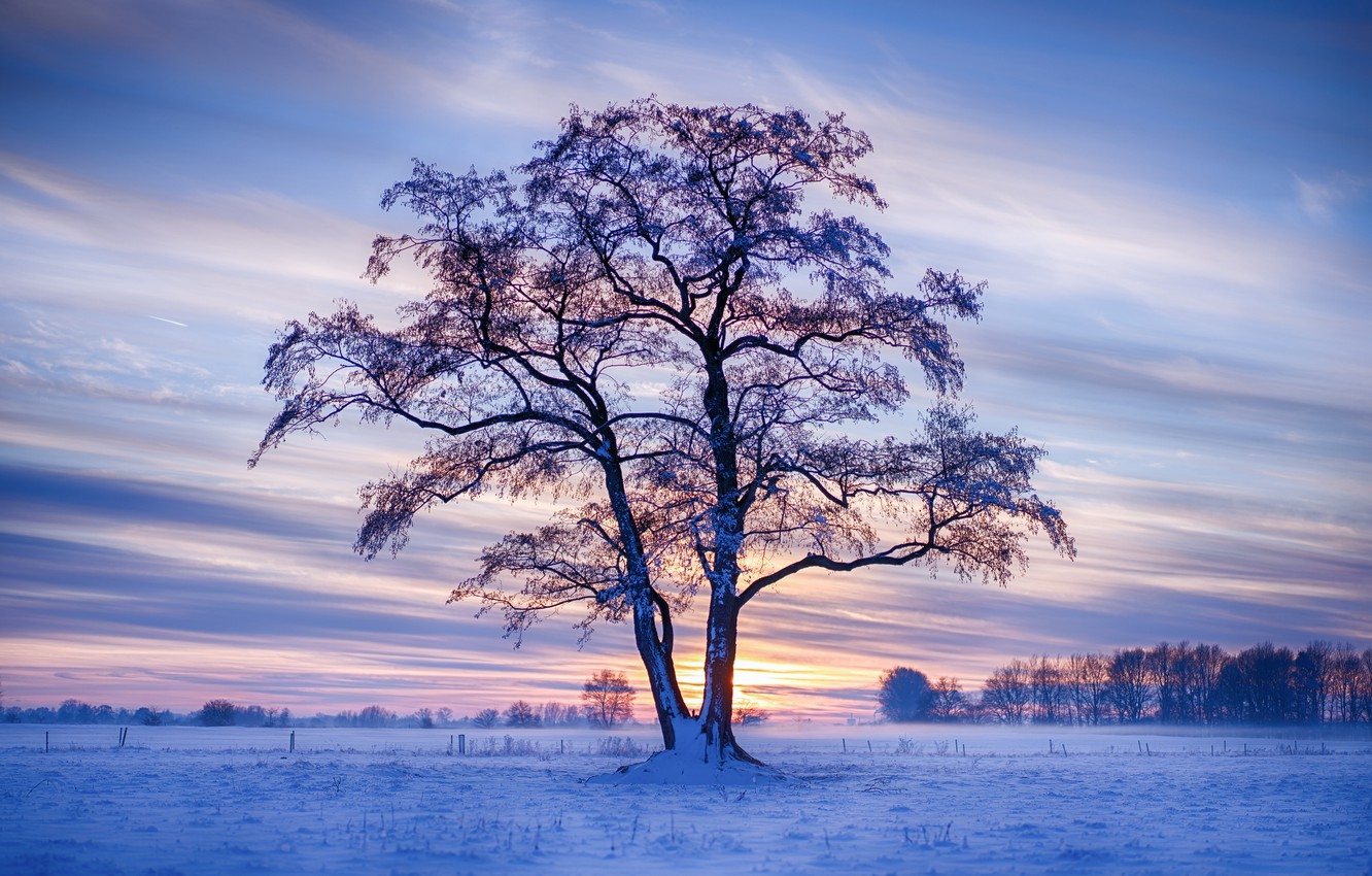 Winter Trees Wallpapers