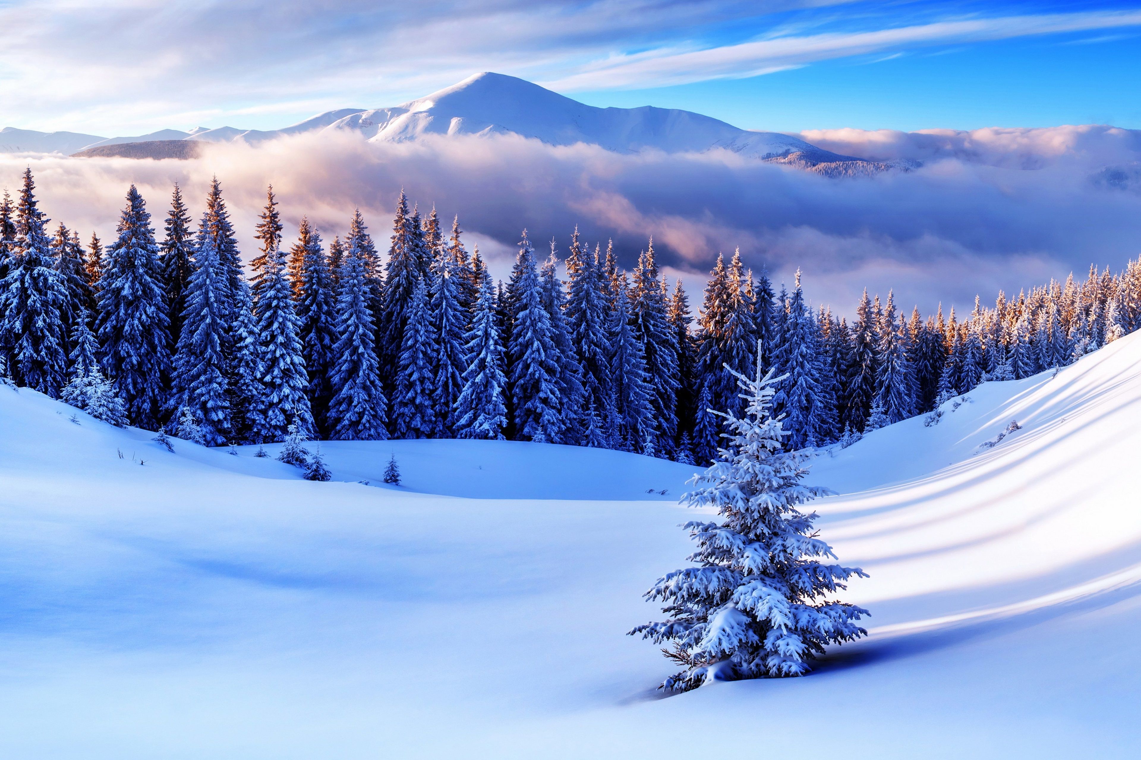 Winter Trees Wallpapers