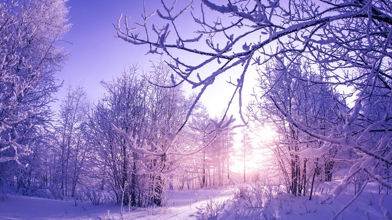 Winter Trees Wallpapers