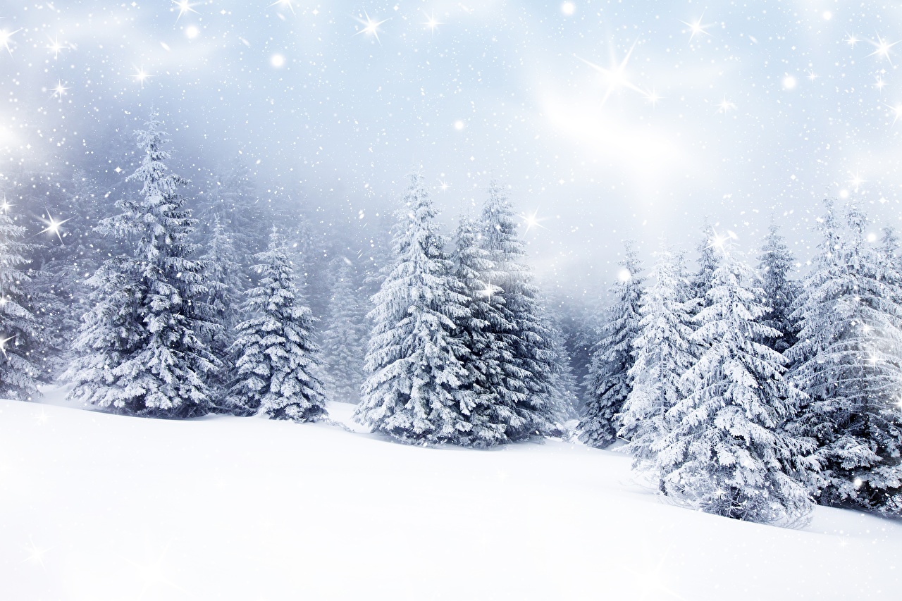 Winter Trees Wallpapers