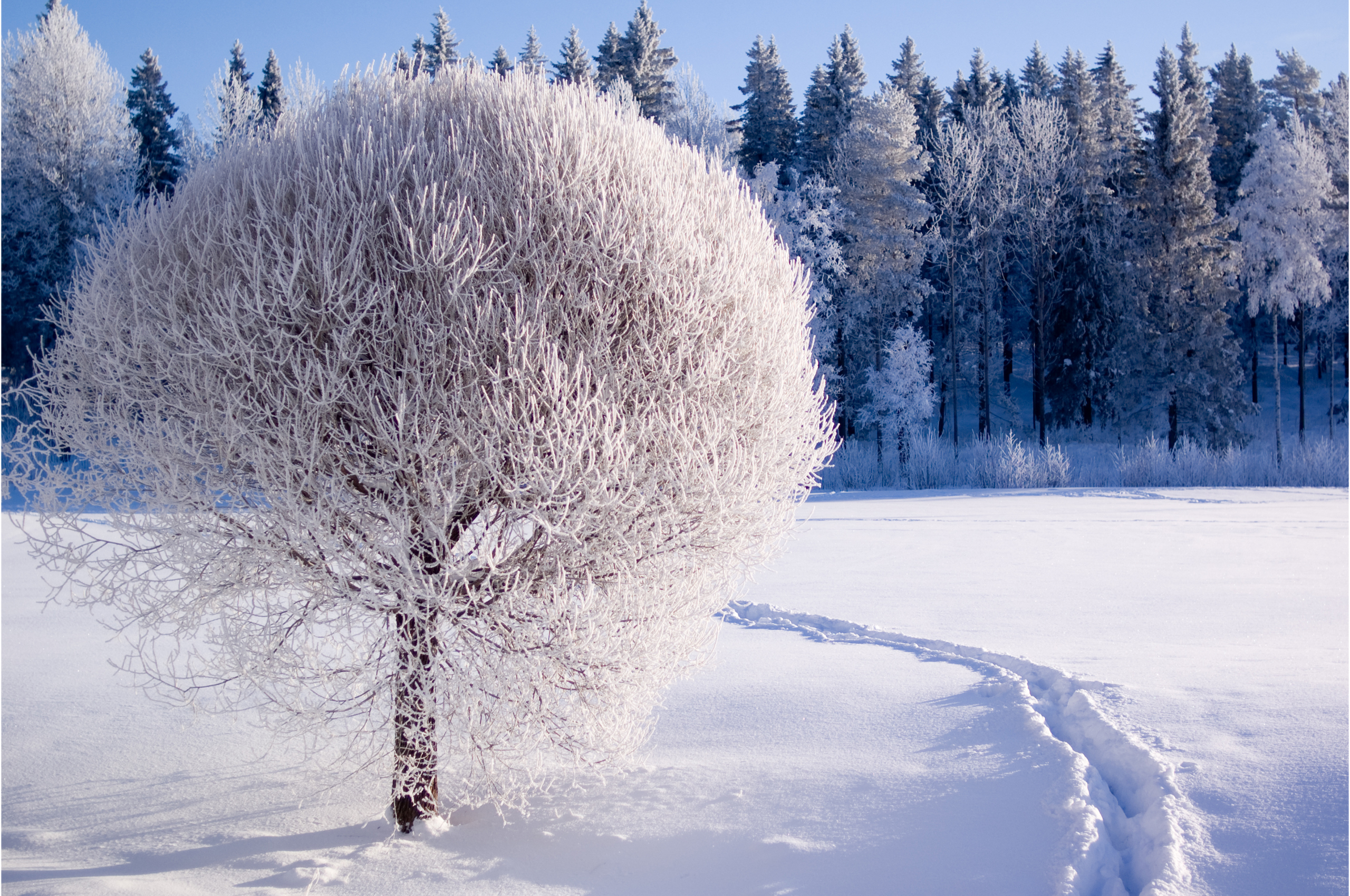 Winter Trees Wallpapers