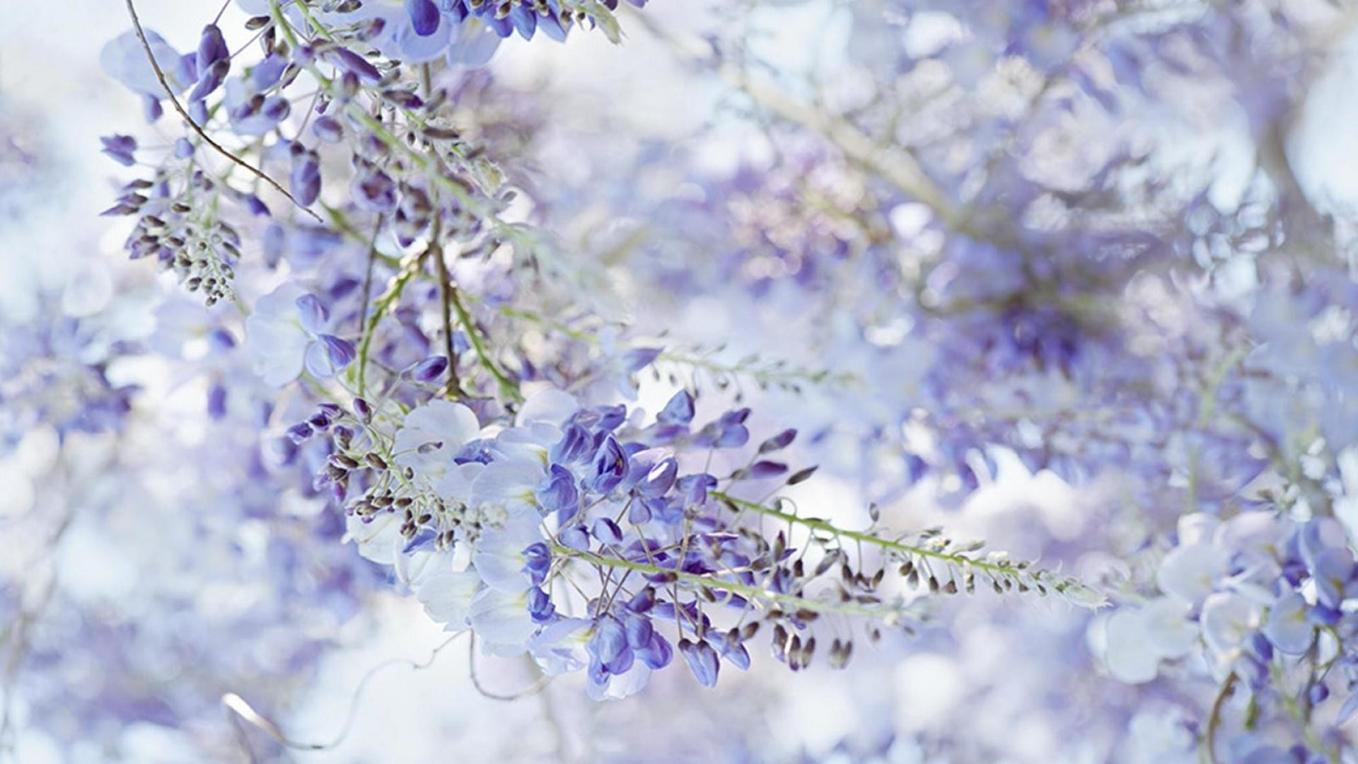 Wisteria Wallpapers