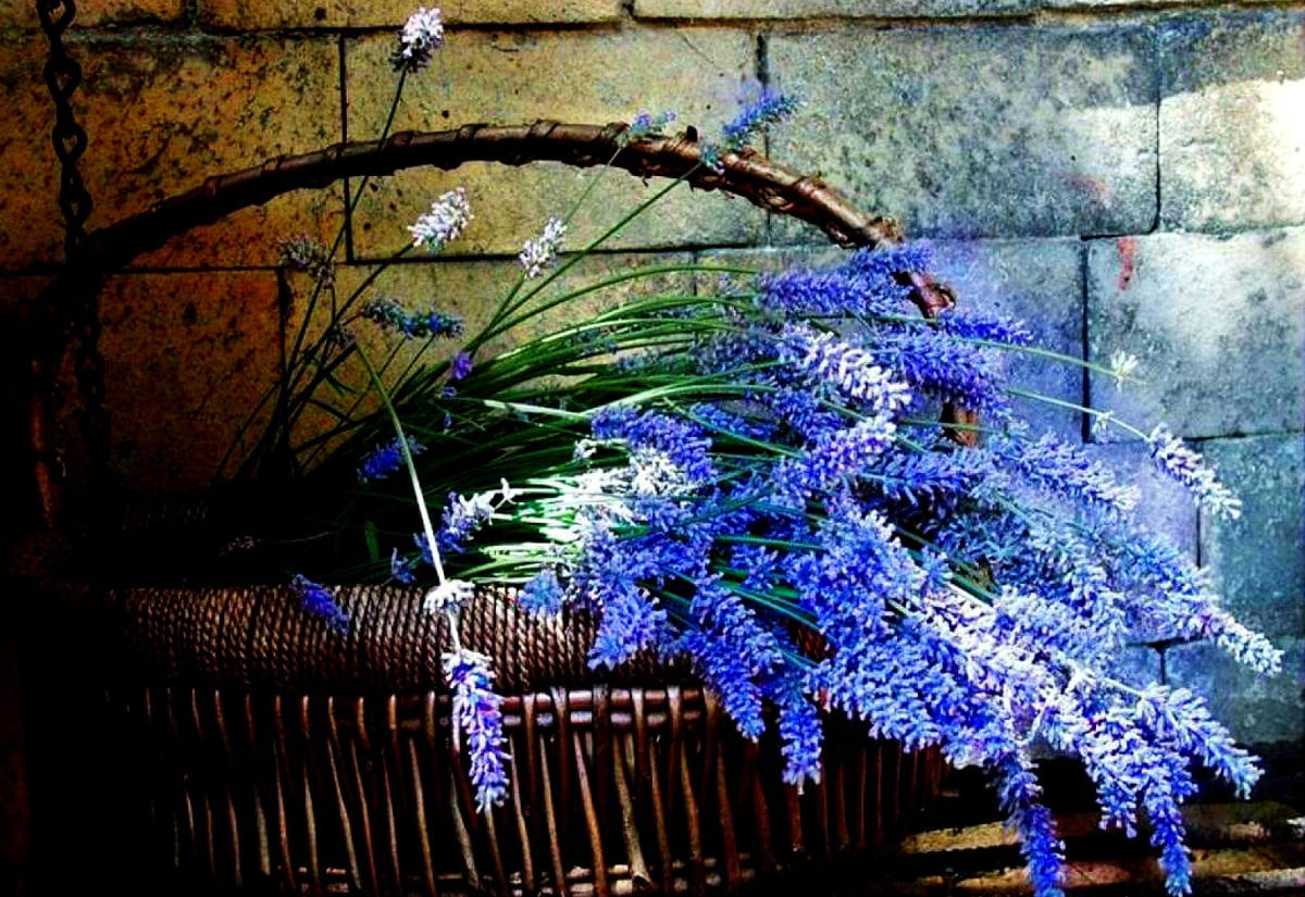 Wisteria Wallpapers