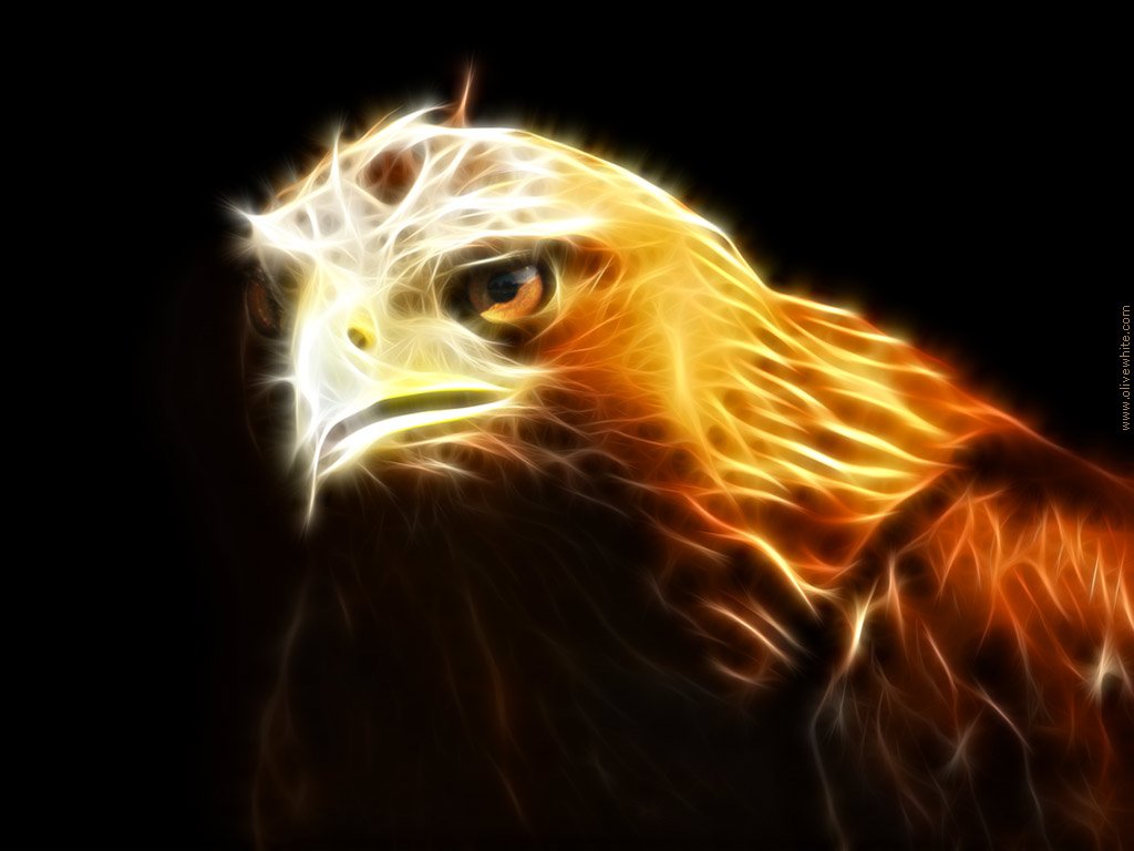 Wolf And Eagle Pictures Wallpapers